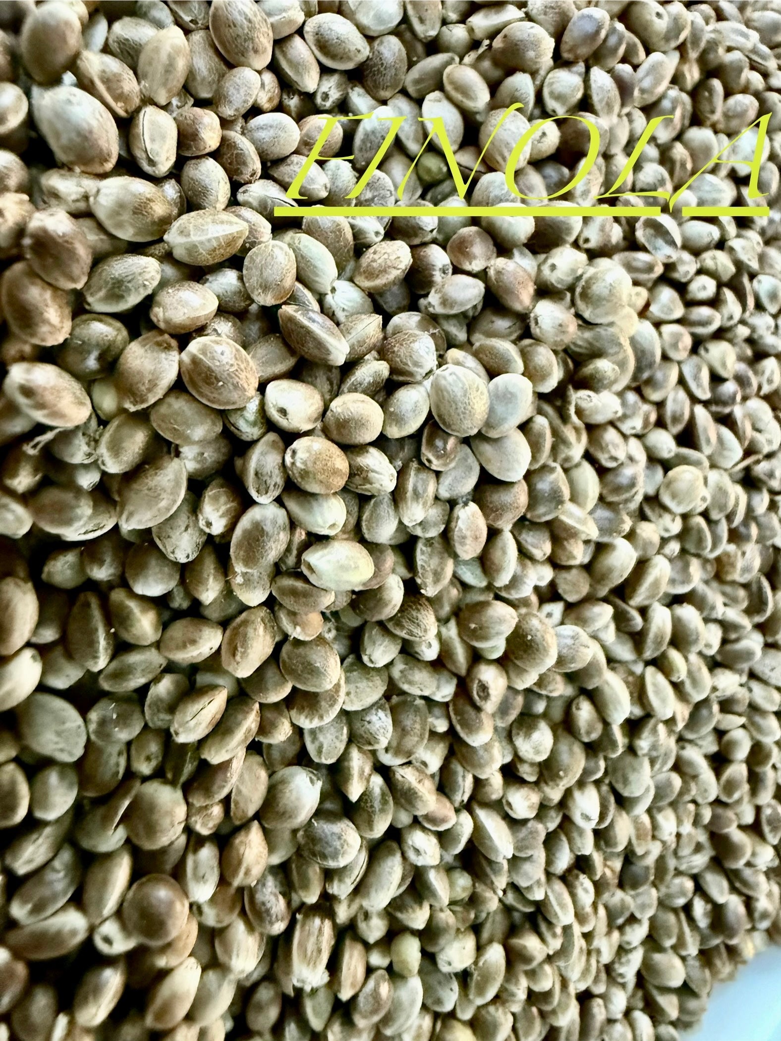 Ripkitty International & Domestic Raw Viable Hemp Seeds Sold in Bulk & Single Amounts for Poultry, Equine Feeding, & Livestock