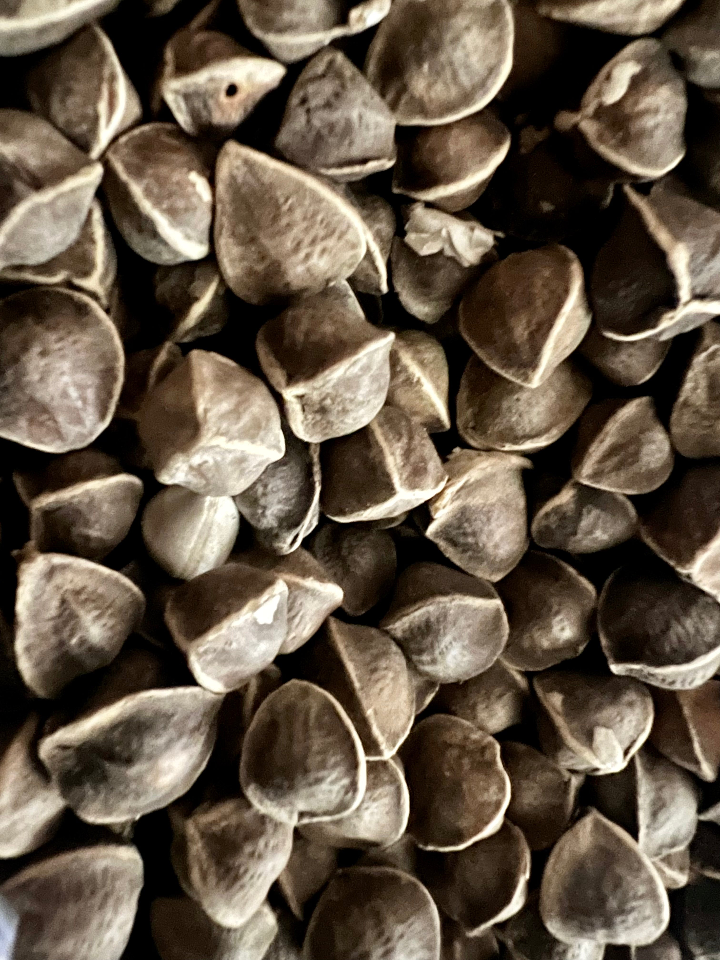 Ripkitty Moringa Oleifera Wingless Seeds, Nuts