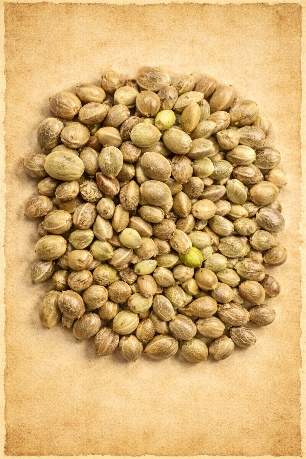 Important Update: Buying Authentic Ripkitty Raw Hemp Seeds