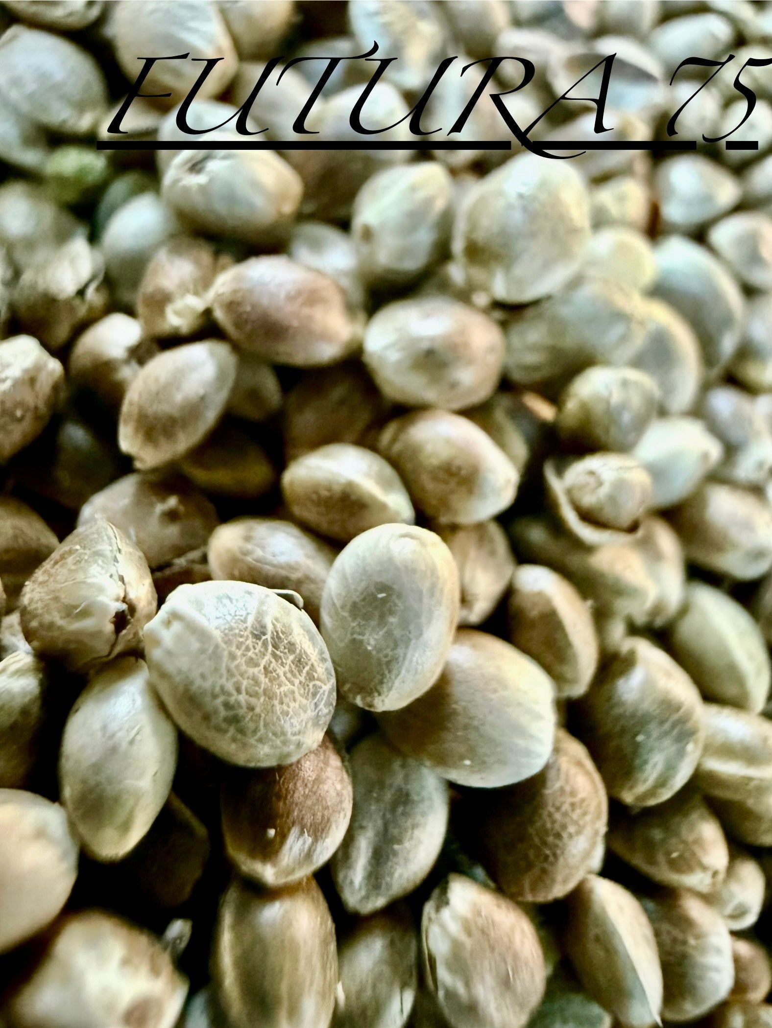 Ripkitty International & Domestic Raw Viable Hemp Seeds Sold in Bulk & Single Amounts for Poultry, Equine Feeding, & Livestock
