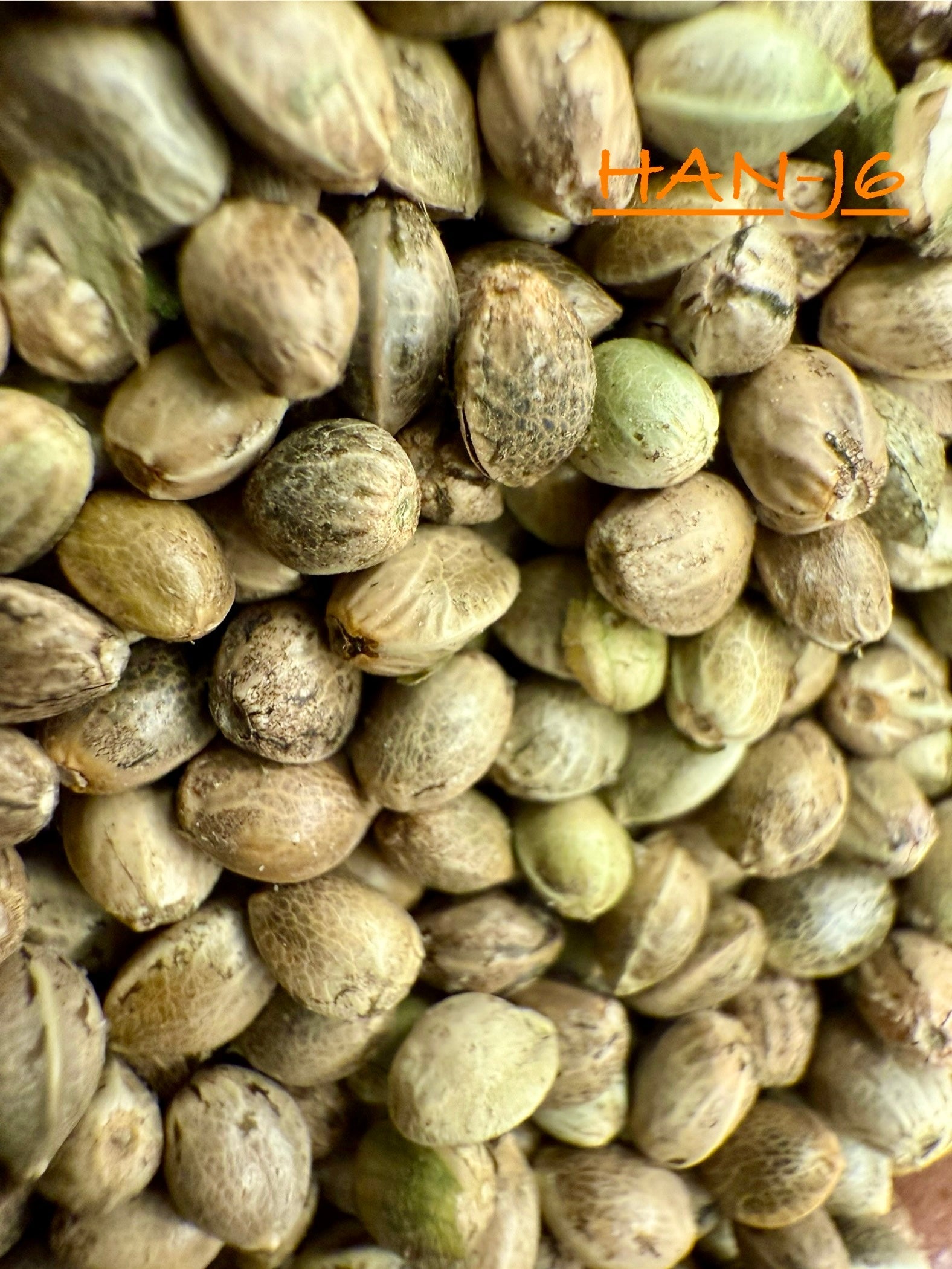Ripkitty International & Domestic Raw Viable Hemp Seeds Sold in Bulk & Single Amounts for Poultry, Equine Feeding, & Livestock