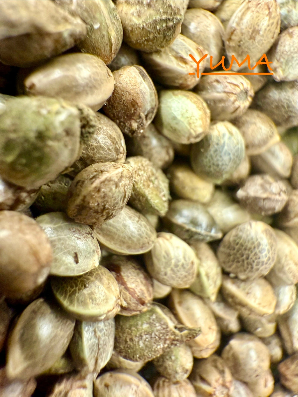 Ripkitty International & Domestic Raw Viable Hemp Seeds Sold in Bulk & Single Amounts for Poultry, Equine Feeding, & Livestock