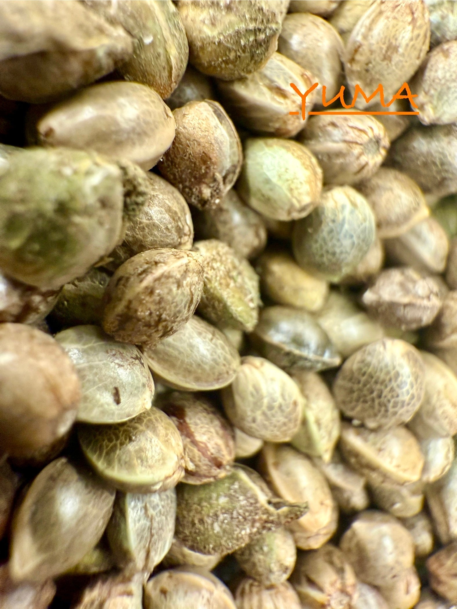 Ripkitty International & Domestic Raw Viable Hemp Seeds Sold in Bulk & Single Amounts for Poultry, Equine Feeding, & Livestock