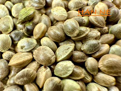 Ripkitty International & Domestic Raw Viable Hemp Seeds Sold in Bulk & Single Amounts for Poultry, Equine Feeding, & Livestock