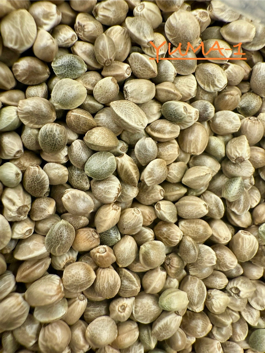 Ripkitty International & Domestic Raw Viable Hemp Seeds Sold in Bulk & Single Amounts for Poultry, Equine Feeding, & Livestock
