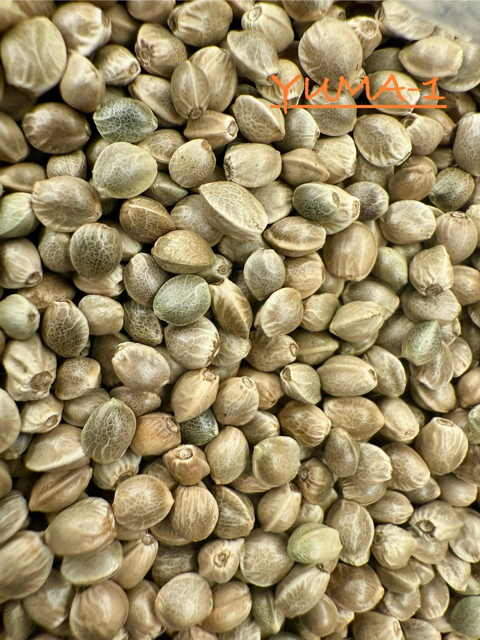 Ripkitty International & Domestic Raw Viable Hemp Seeds Sold in Bulk & Single Amounts for Poultry, Equine Feeding, & Livestock