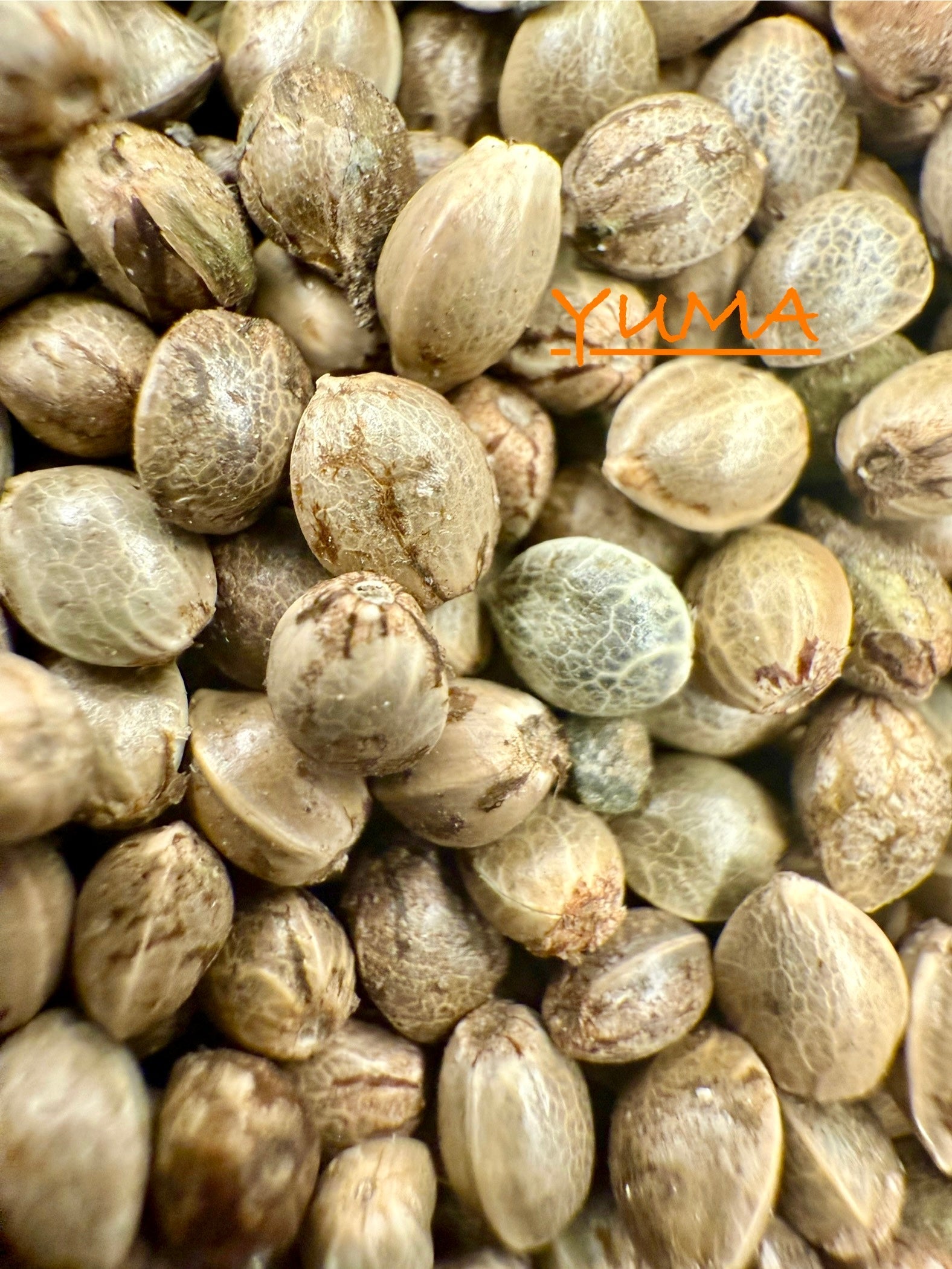 Ripkitty International & Domestic Raw Viable Hemp Seeds Sold in Bulk & Single Amounts for Poultry, Equine Feeding, & Livestock