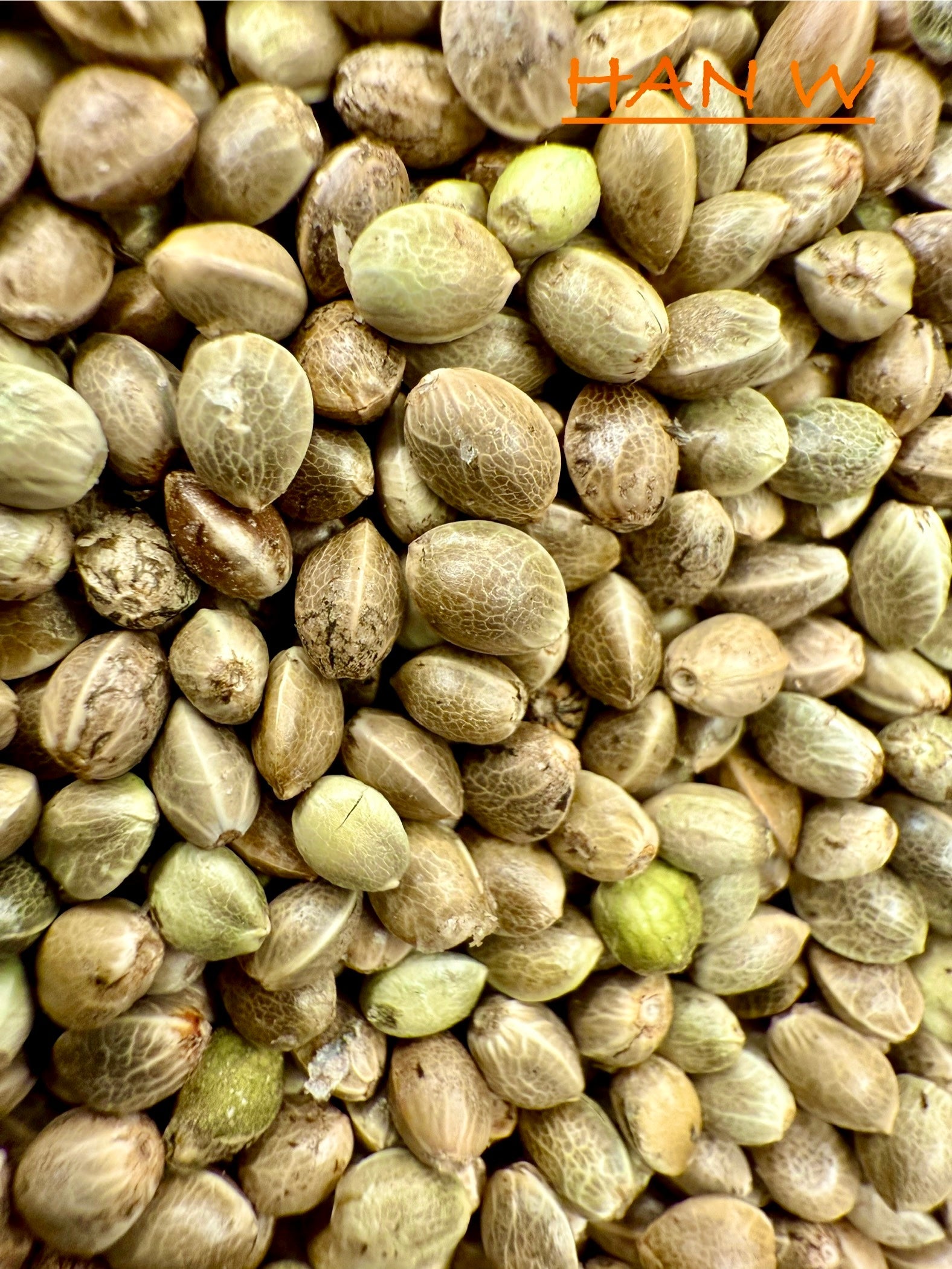Ripkitty International & Domestic Raw Viable Hemp Seeds Sold in Bulk & Single Amounts for Poultry, Equine Feeding, & Livestock