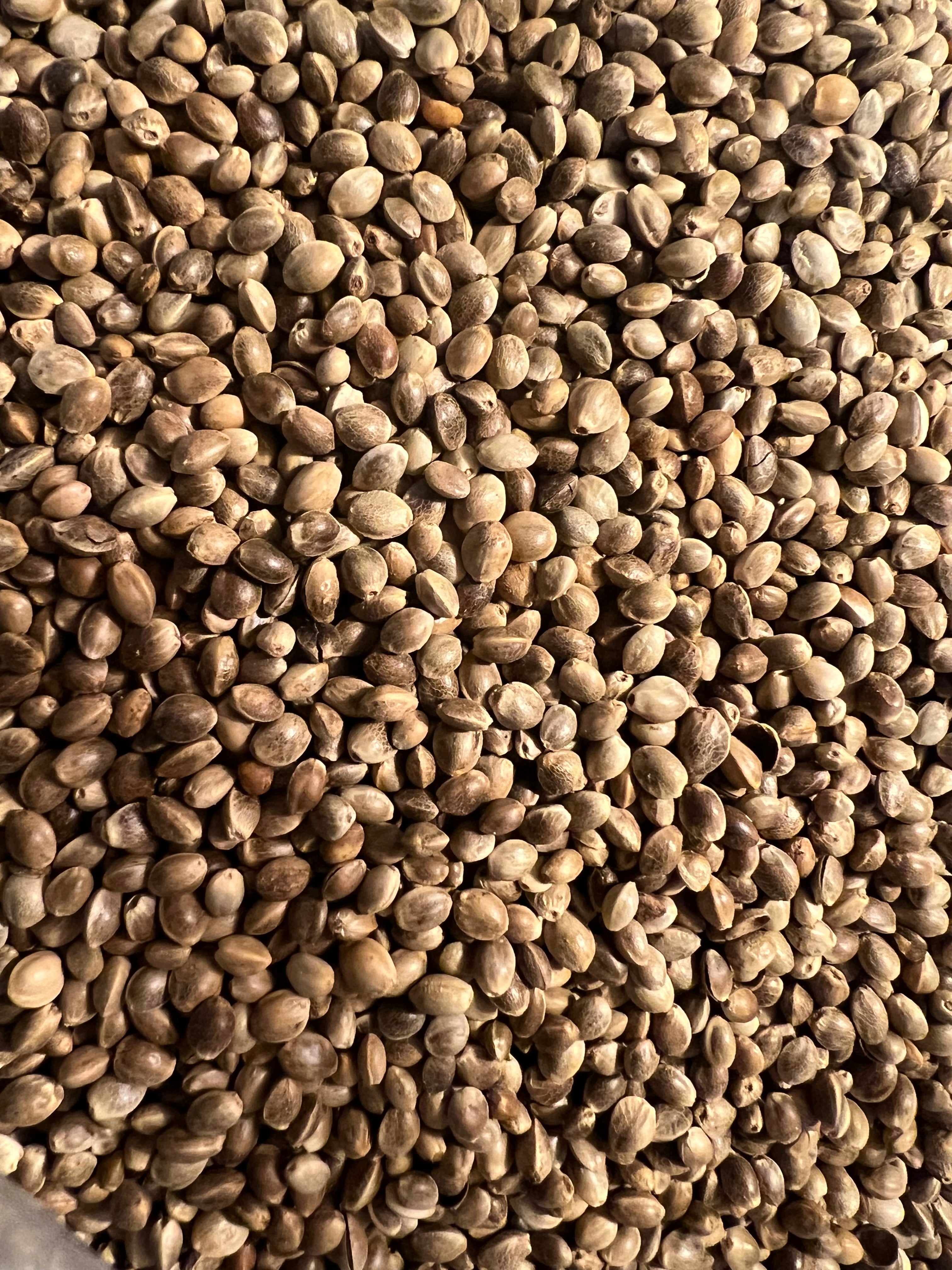 Ripkitty Premium Toasted Organic Hemp Seeds