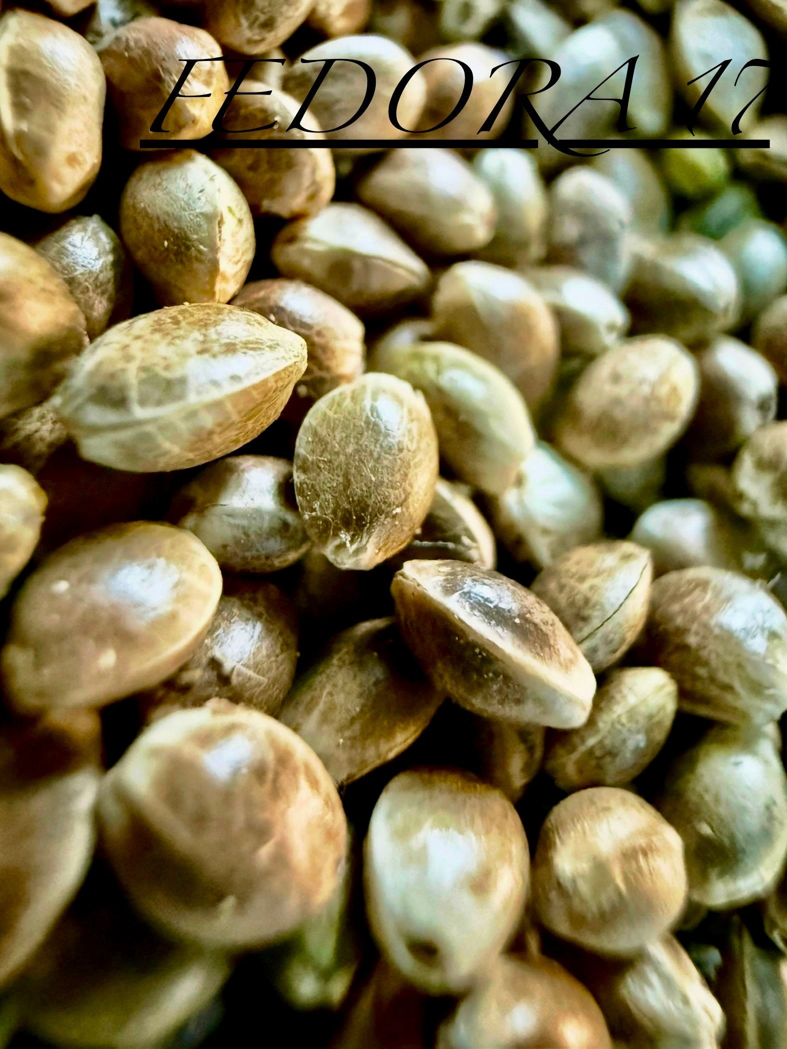 Ripkitty International & Domestic Raw Viable Hemp Seeds Sold in Bulk & Single Amounts for Poultry, Equine Feeding, & Livestock