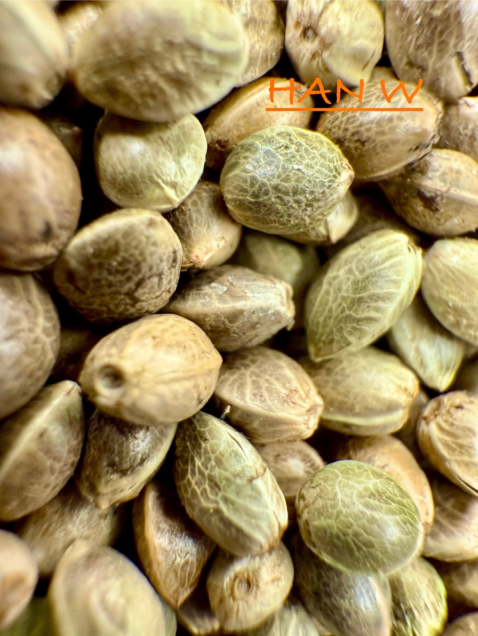 Ripkitty International & Domestic Raw Viable Hemp Seeds Sold in Bulk & Single Amounts for Poultry, Equine Feeding, & Livestock
