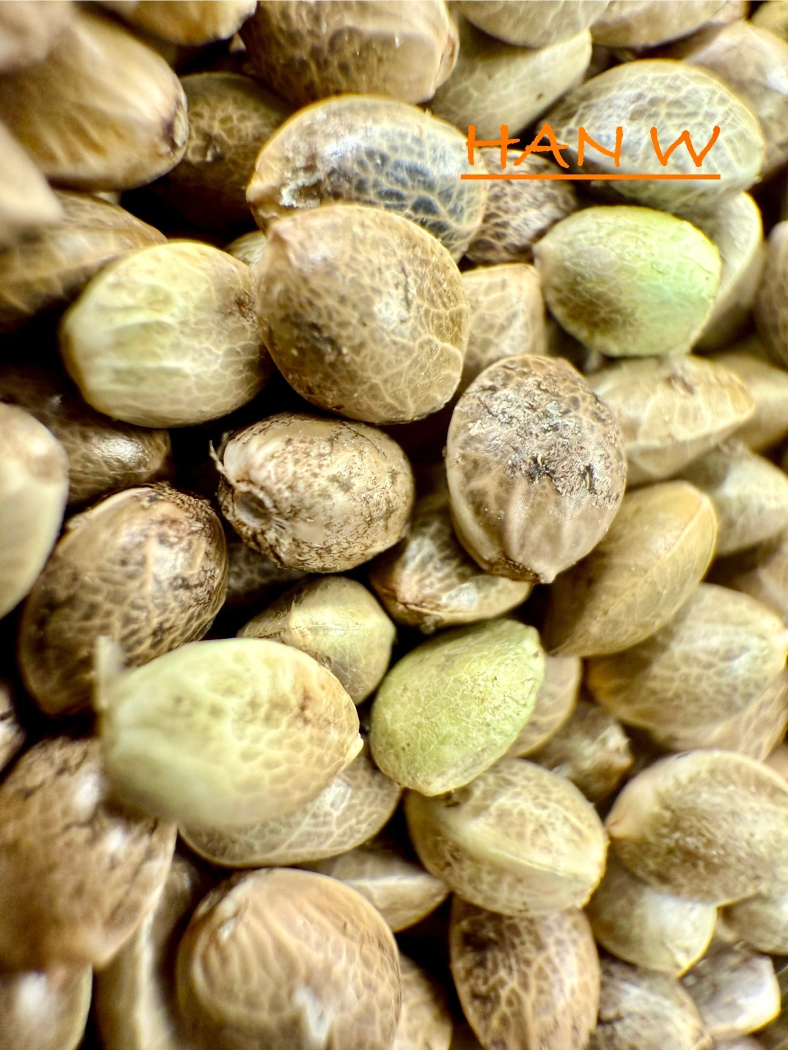 Ripkitty International & Domestic Raw Viable Hemp Seeds Sold in Bulk & Single Amounts for Poultry, Equine Feeding, & Livestock