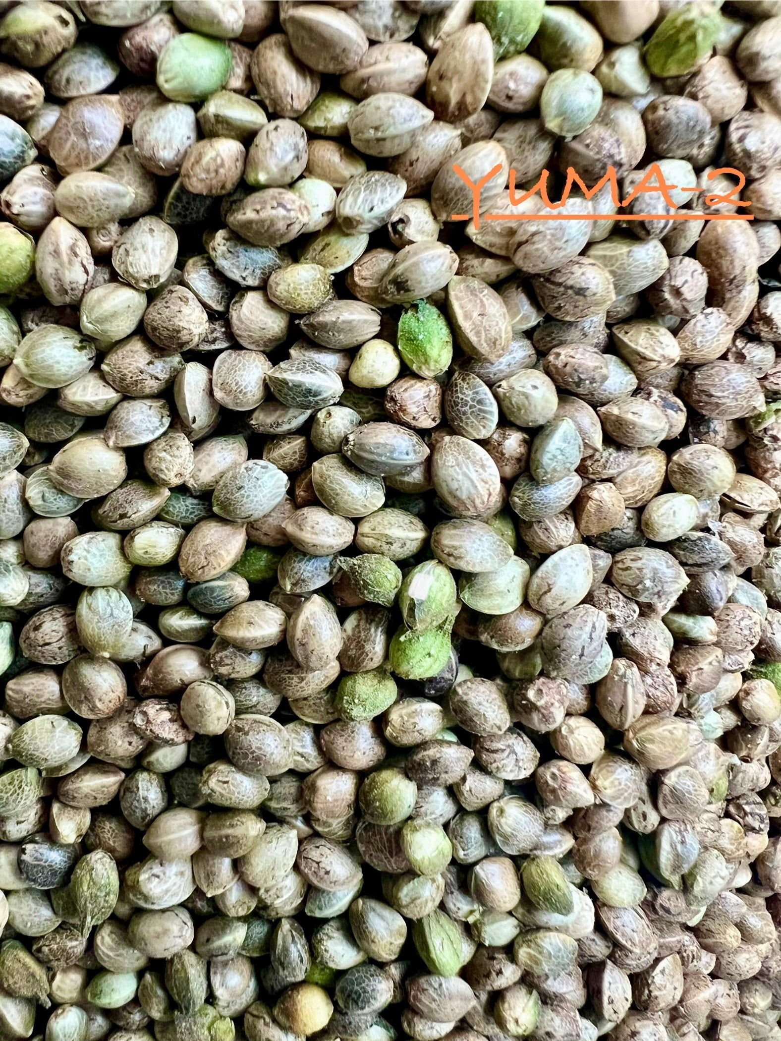 Ripkitty International & Domestic Raw Viable Hemp Seeds Sold in Bulk & Single Amounts for Poultry, Equine Feeding, & Livestock