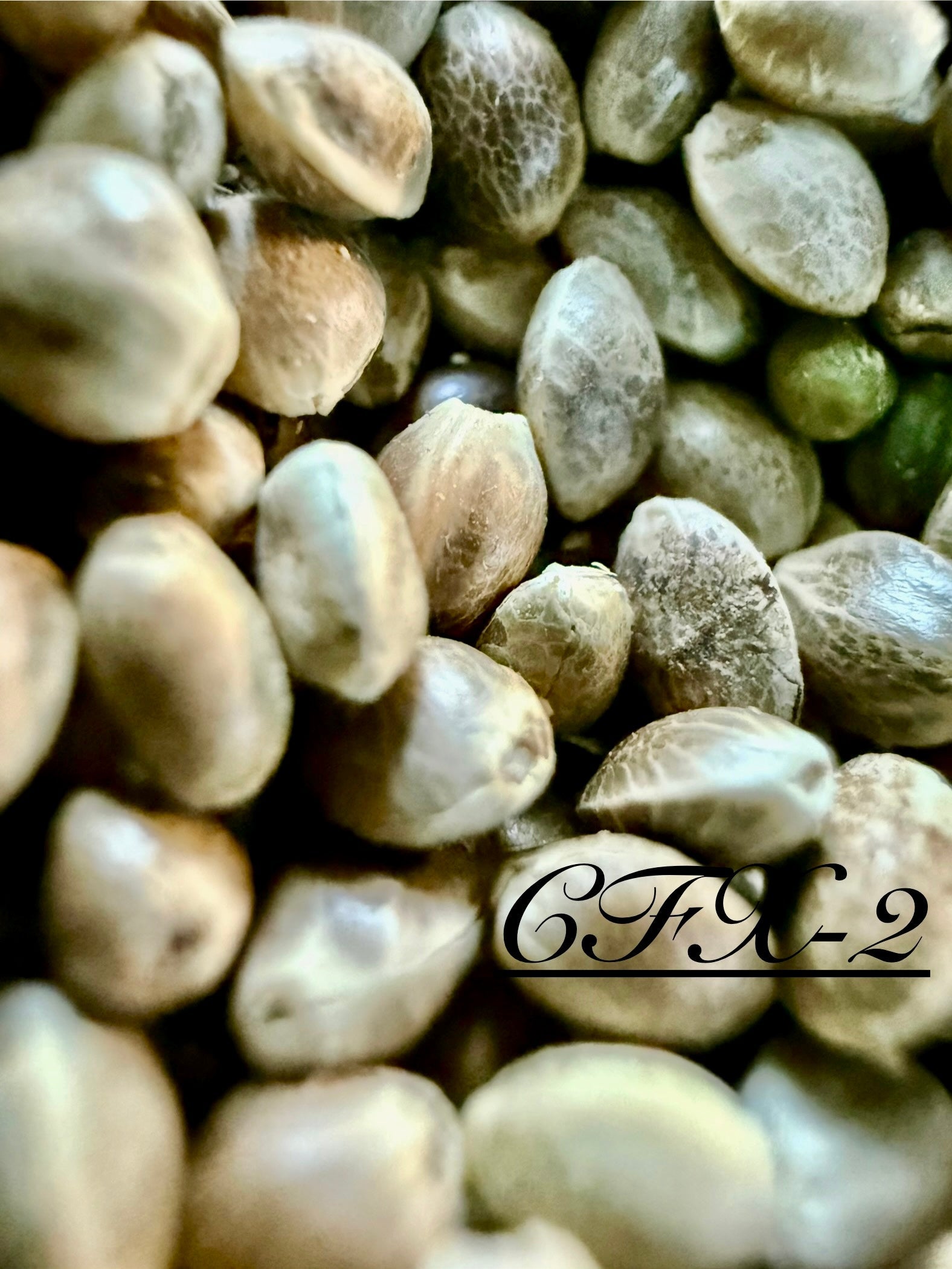 Ripkitty International & Domestic Raw Viable Hemp Seeds Sold in Bulk & Single Amounts for Poultry, Equine Feeding, & Livestock
