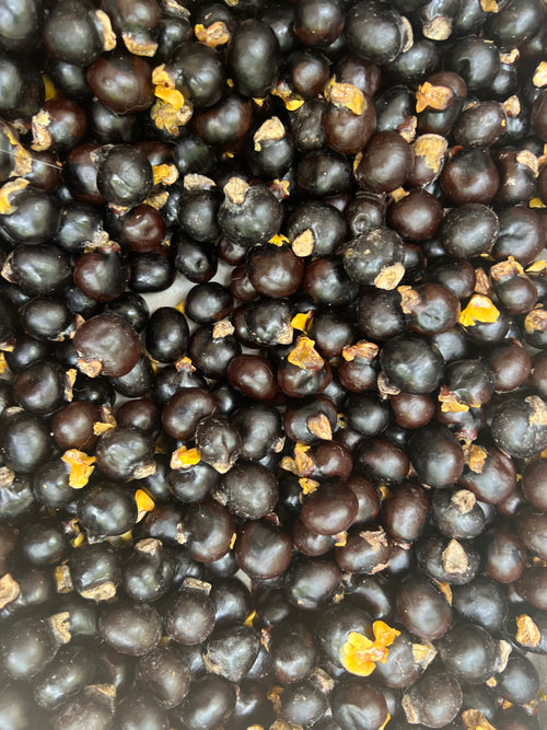 Ripkitty Ornamental "Soft" Ackee Seeds | Blighia Sapida Tropical Jamaican Botanical