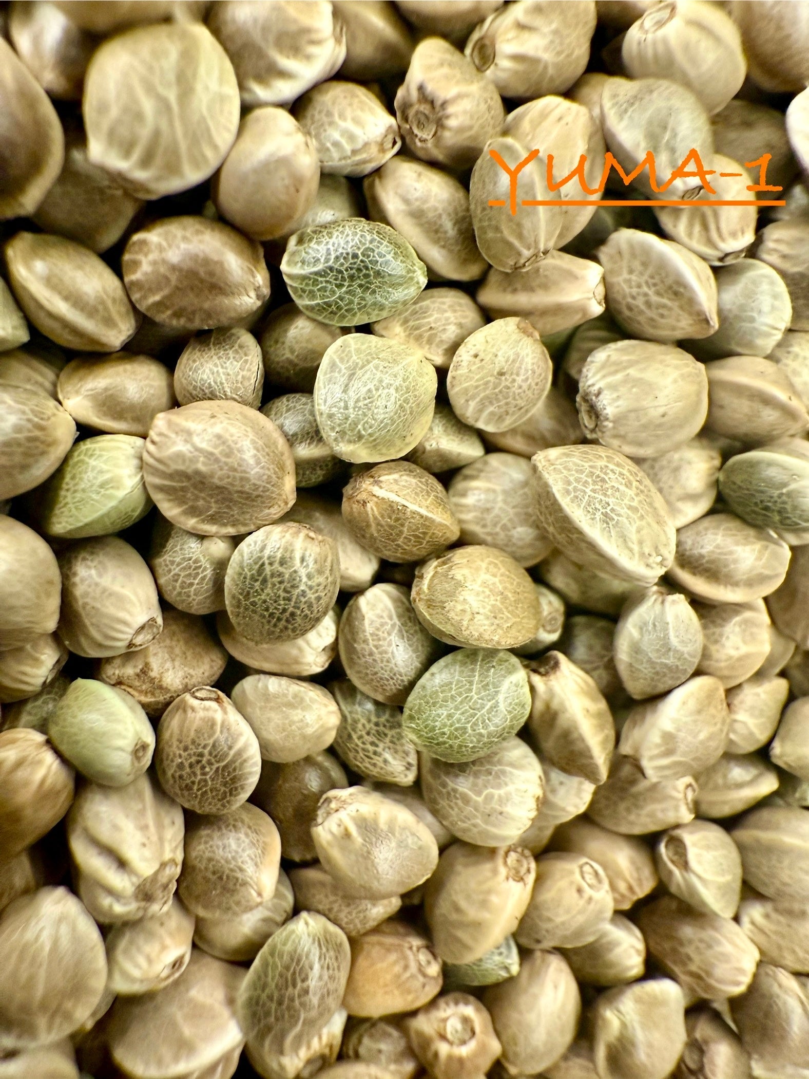 Ripkitty International & Domestic Raw Viable Hemp Seeds Sold in Bulk & Single Amounts for Poultry, Equine Feeding, & Livestock
