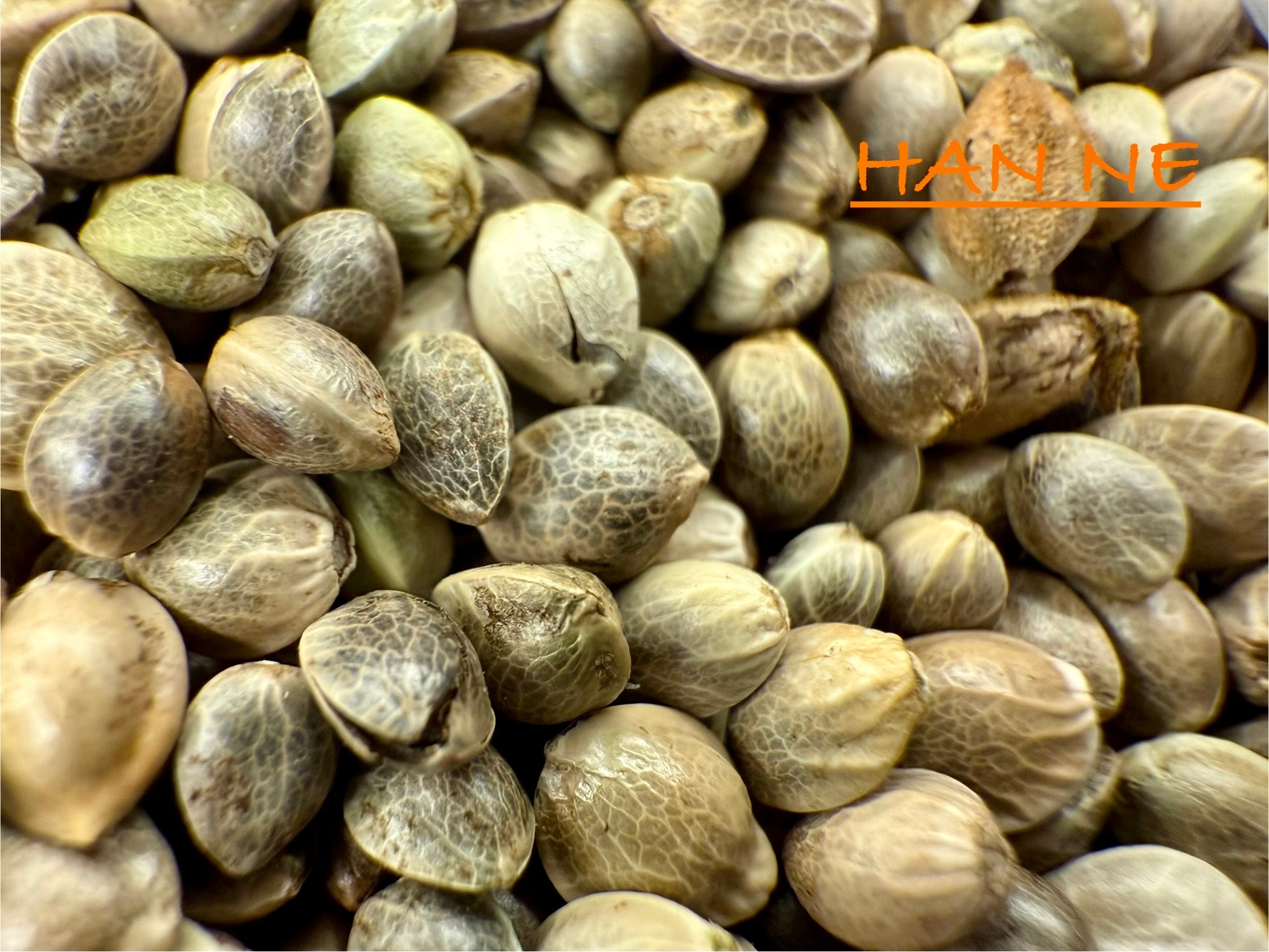 Ripkitty International & Domestic Raw Viable Hemp Seeds Sold in Bulk & Single Amounts for Poultry, Equine Feeding, & Livestock
