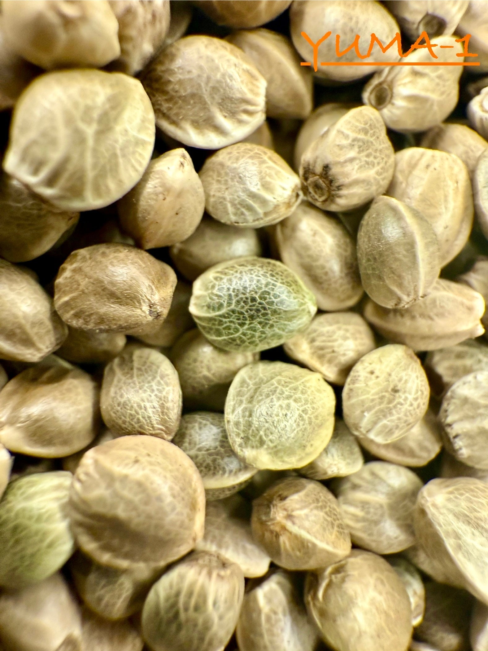 Ripkitty International & Domestic Raw Viable Hemp Seeds Sold in Bulk & Single Amounts for Poultry, Equine Feeding, & Livestock