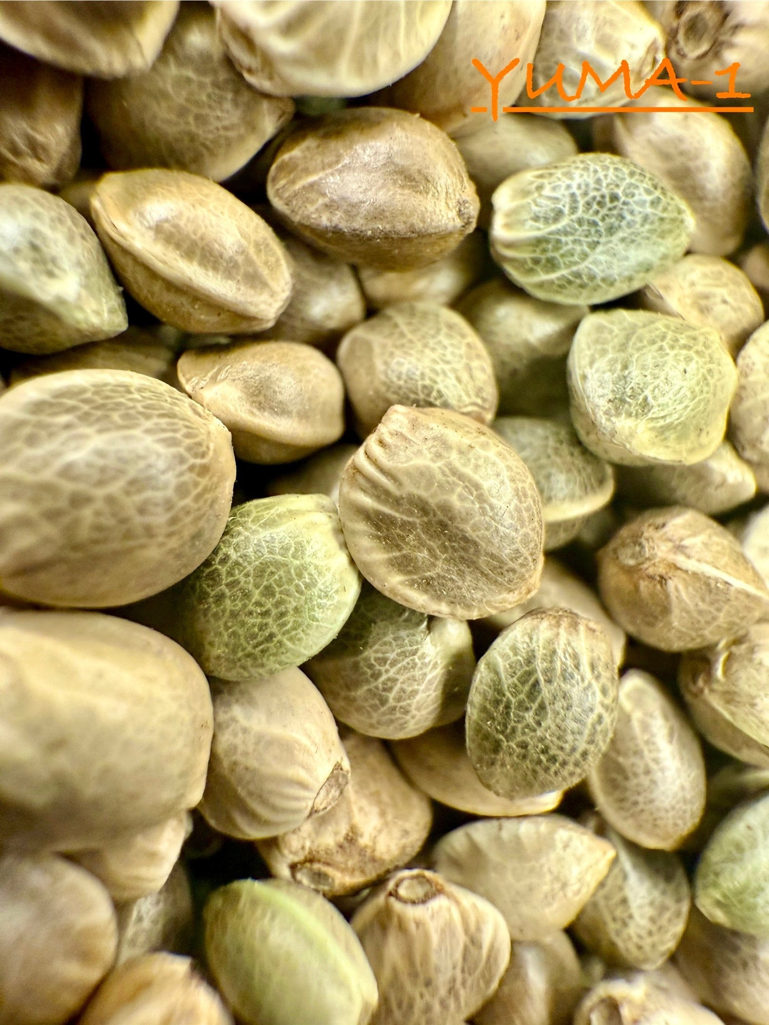 Ripkitty International & Domestic Raw Viable Hemp Seeds Sold in Bulk & Single Amounts for Poultry, Equine Feeding, & Livestock