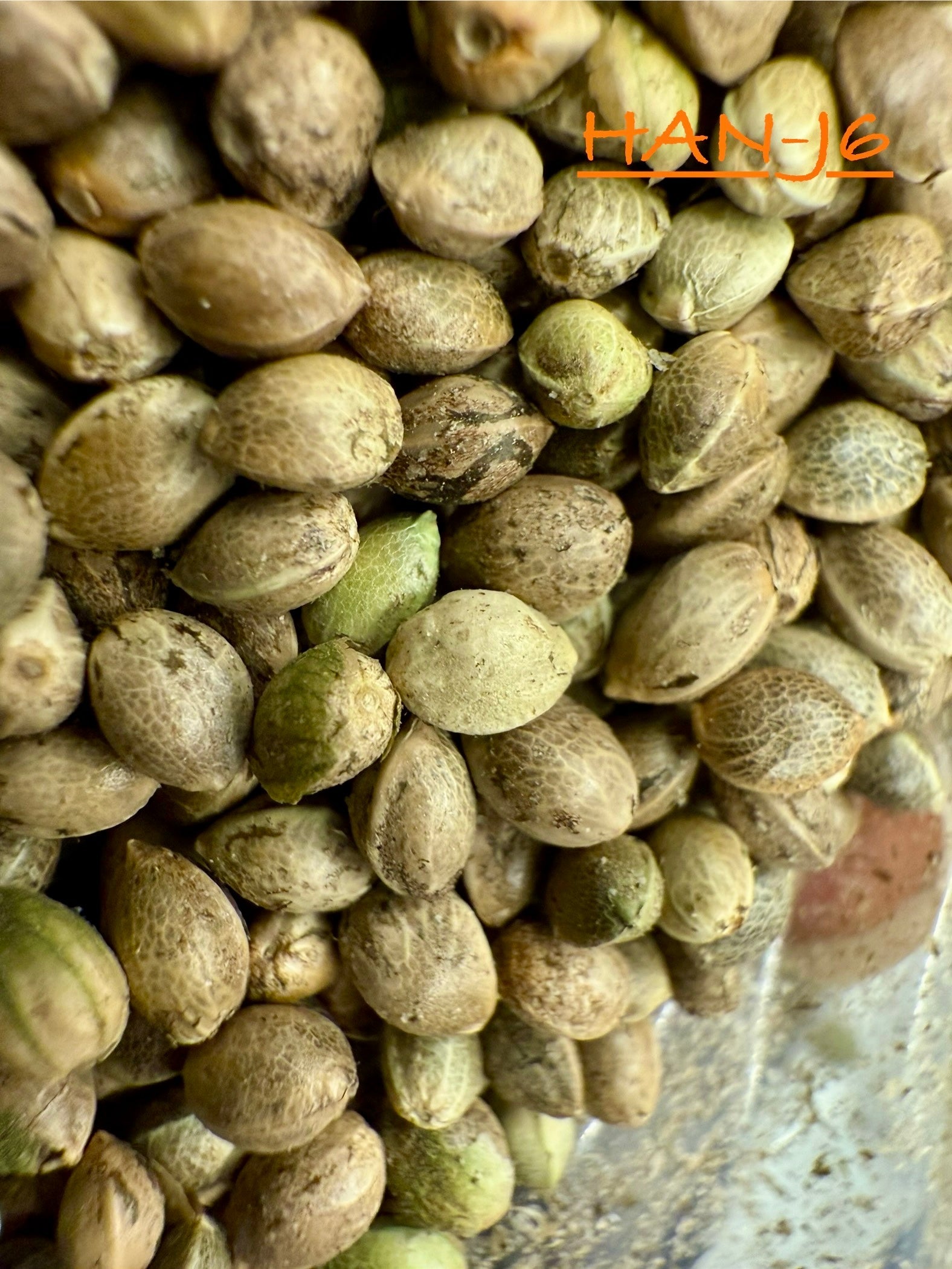 Ripkitty International & Domestic Raw Viable Hemp Seeds Sold in Bulk & Single Amounts for Poultry, Equine Feeding, & Livestock