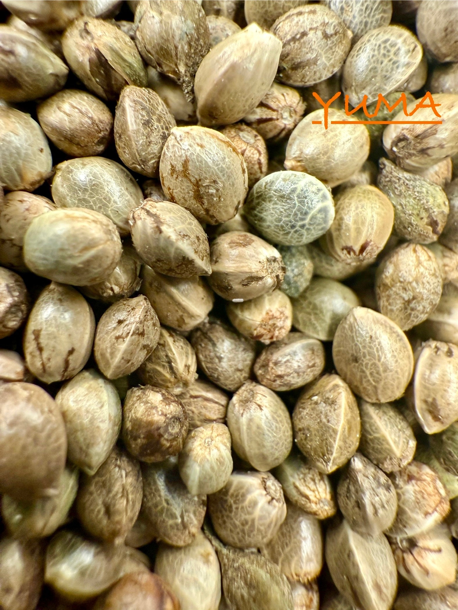 Ripkitty International & Domestic Raw Viable Hemp Seeds Sold in Bulk & Single Amounts for Poultry, Equine Feeding, & Livestock