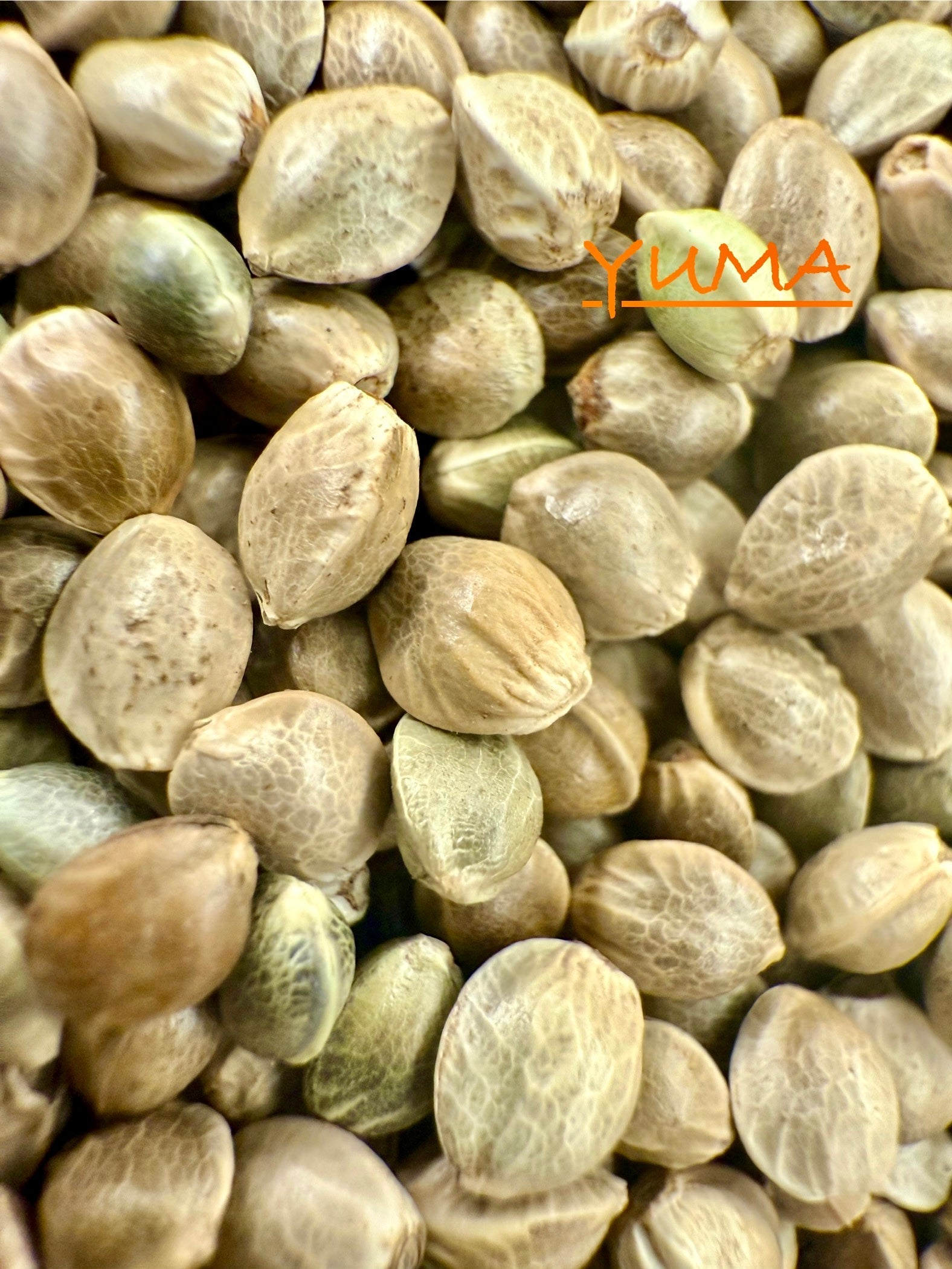 Ripkitty International & Domestic Raw Viable Hemp Seeds Sold in Bulk & Single Amounts for Poultry, Equine Feeding, & Livestock