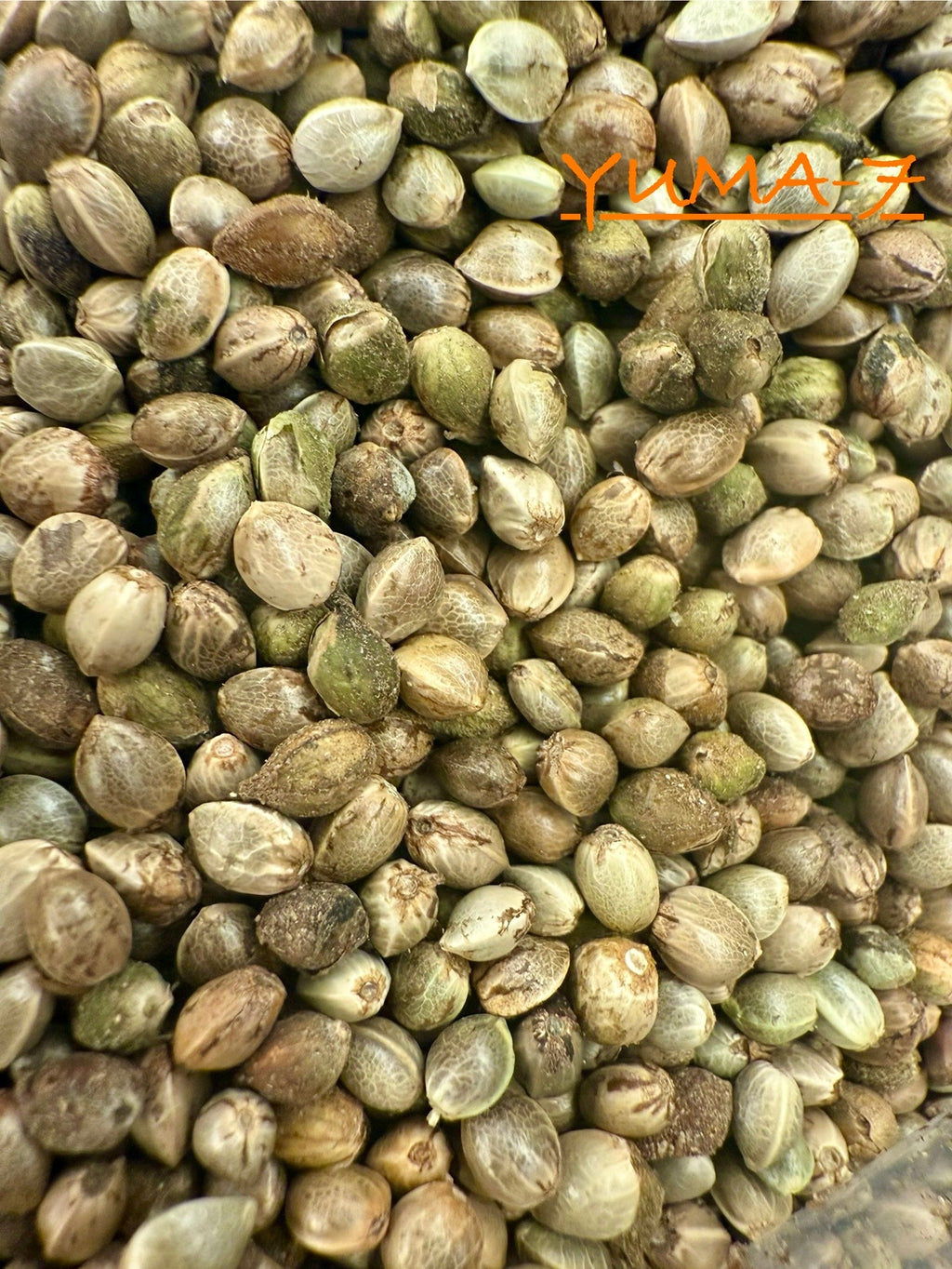 Ripkitty International & Domestic Raw Viable Hemp Seeds Sold in Bulk & Single Amounts for Poultry, Equine Feeding, & Livestock