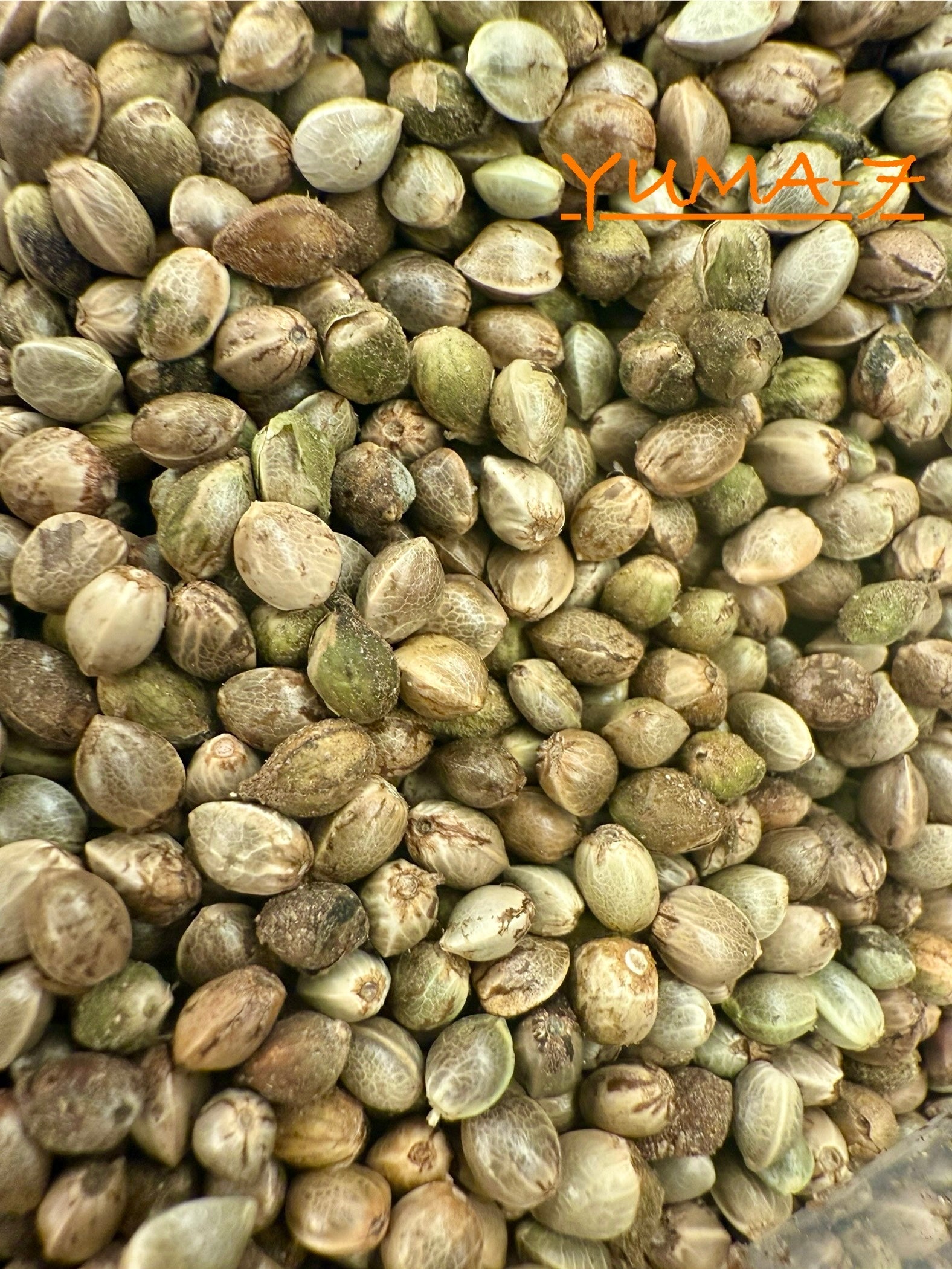 Ripkitty International & Domestic Raw Viable Hemp Seeds Sold in Bulk & Single Amounts for Poultry, Equine Feeding, & Livestock