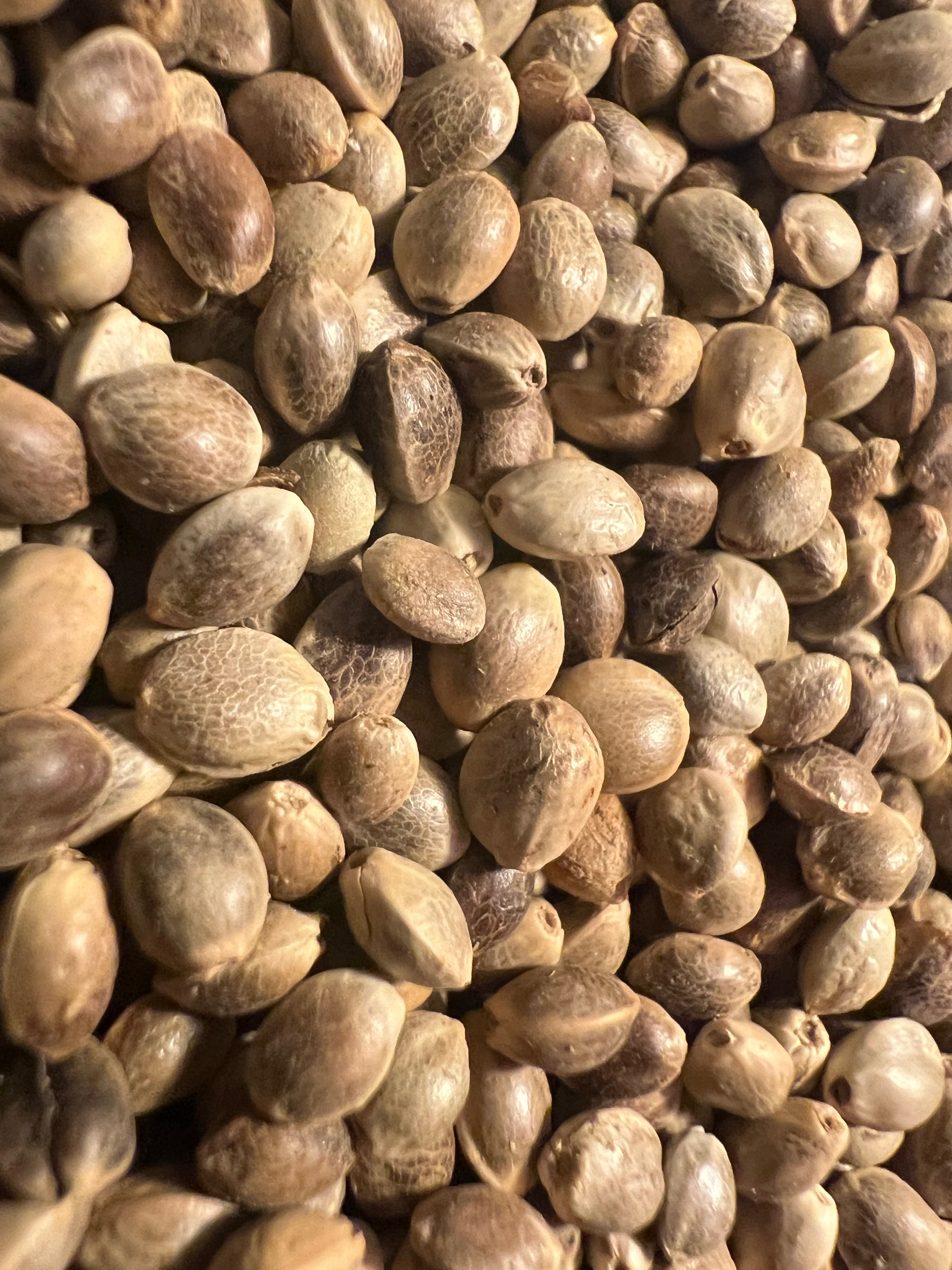 Ripkitty Premium Toasted Organic Hemp Seeds