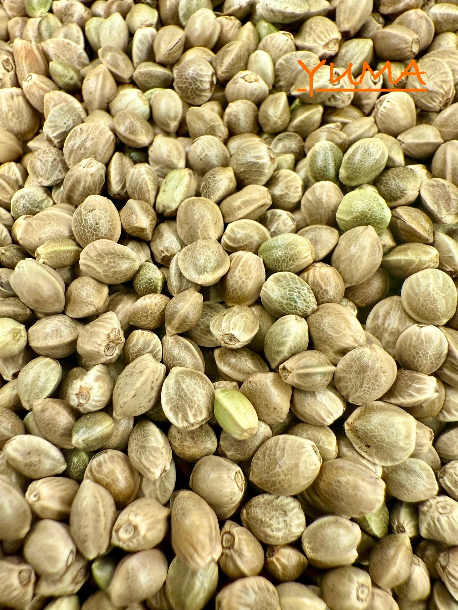 Ripkitty International & Domestic Raw Viable Hemp Seeds Sold in Bulk & Single Amounts for Poultry, Equine Feeding, & Livestock