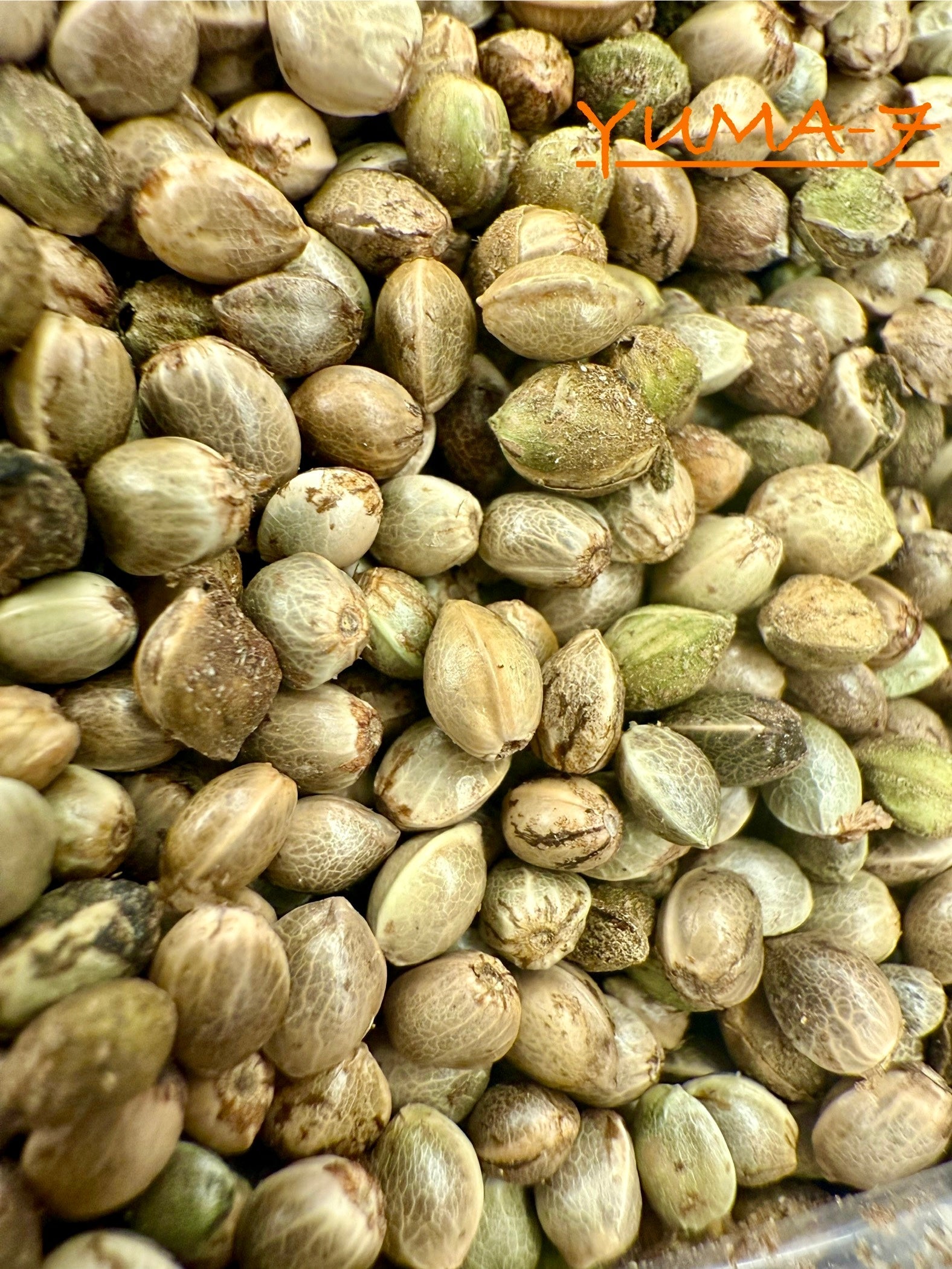 Ripkitty International & Domestic Raw Viable Hemp Seeds Sold in Bulk & Single Amounts for Poultry, Equine Feeding, & Livestock
