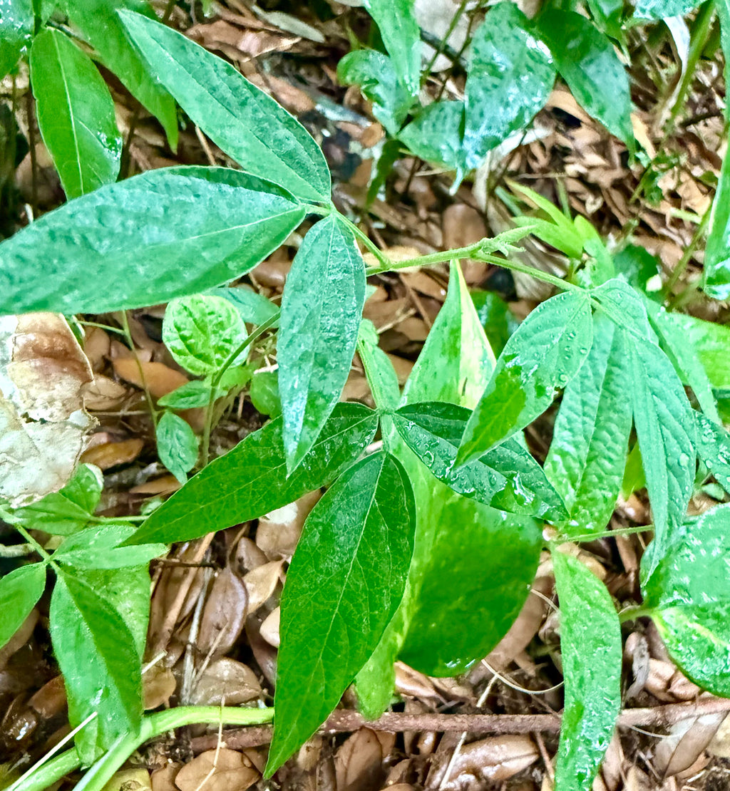 Ripkitty Premium Pigeon Peas (Gungo) Cajanus Cajan