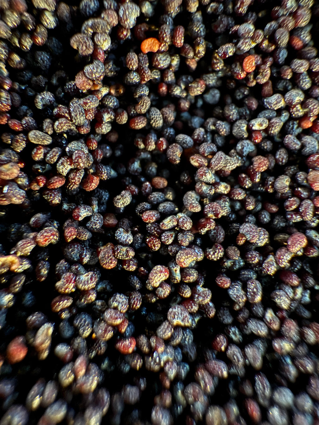 Organic culinary poppy seeds in close-up, showing natural dark blue-grey coloring and dense seed coverage