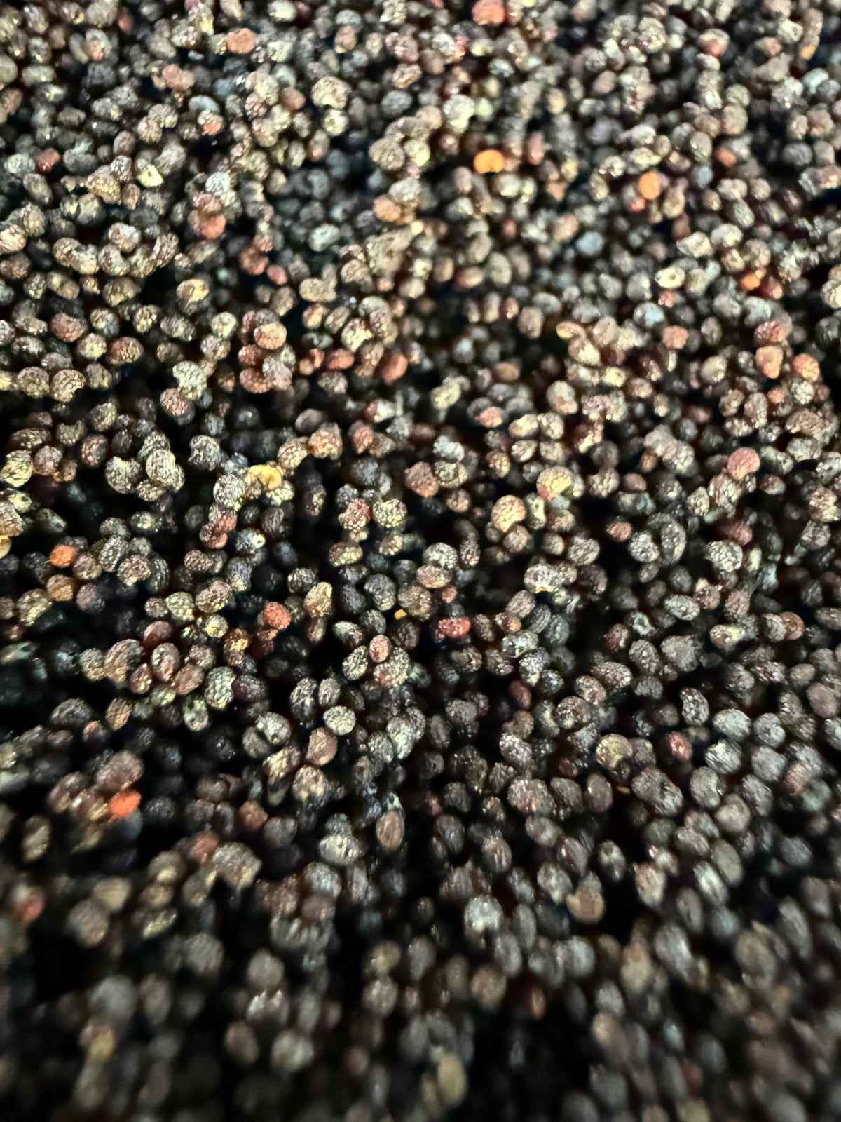 Extreme close-up of organic poppy seeds showing detailed seed coat texture, mixed dark navy, purple, and black tones with occasional red-orange accents