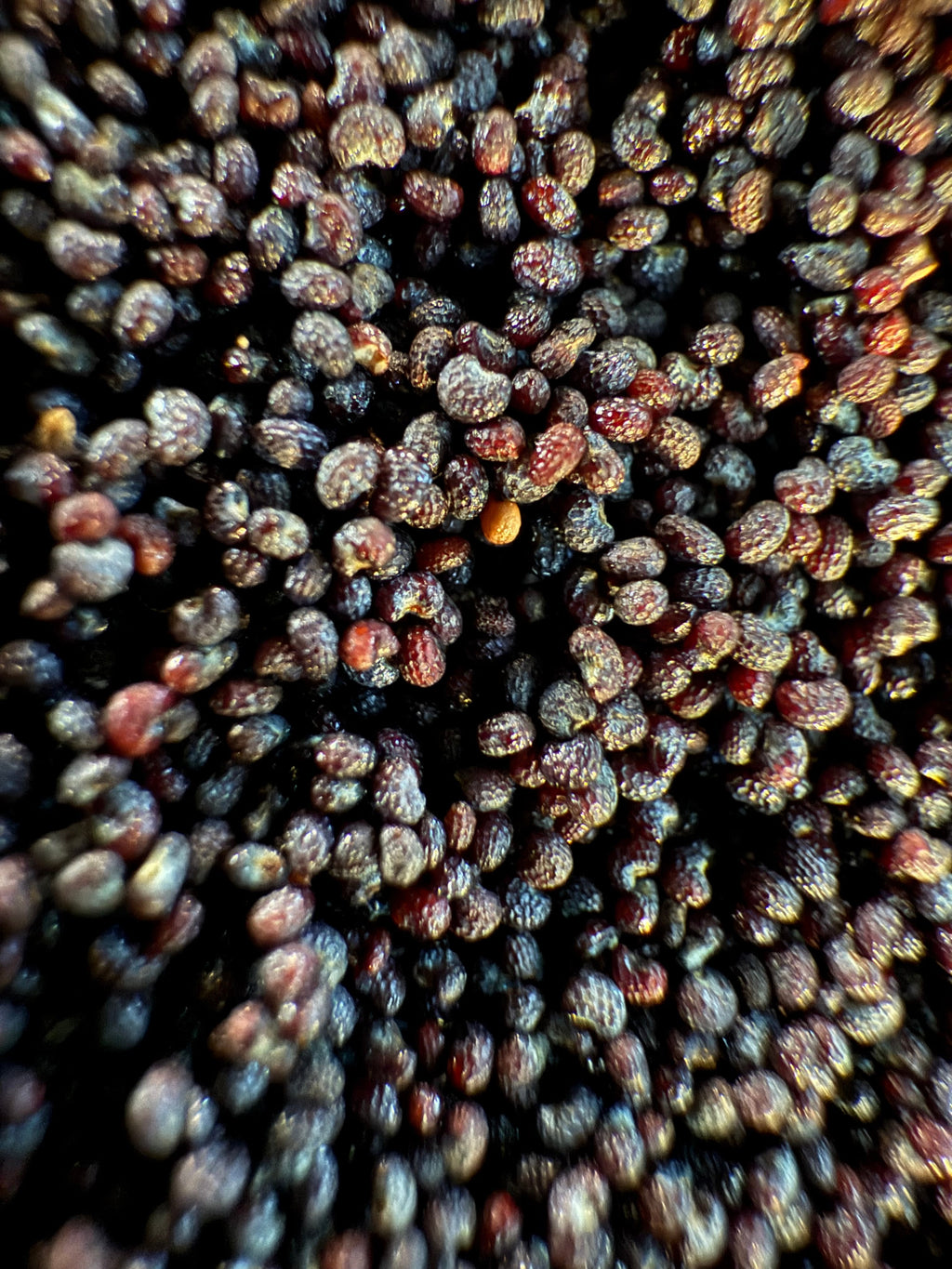 Bulk organic poppy seeds displayed in macro close-up, highlighting natural dark tone variation and seed texture