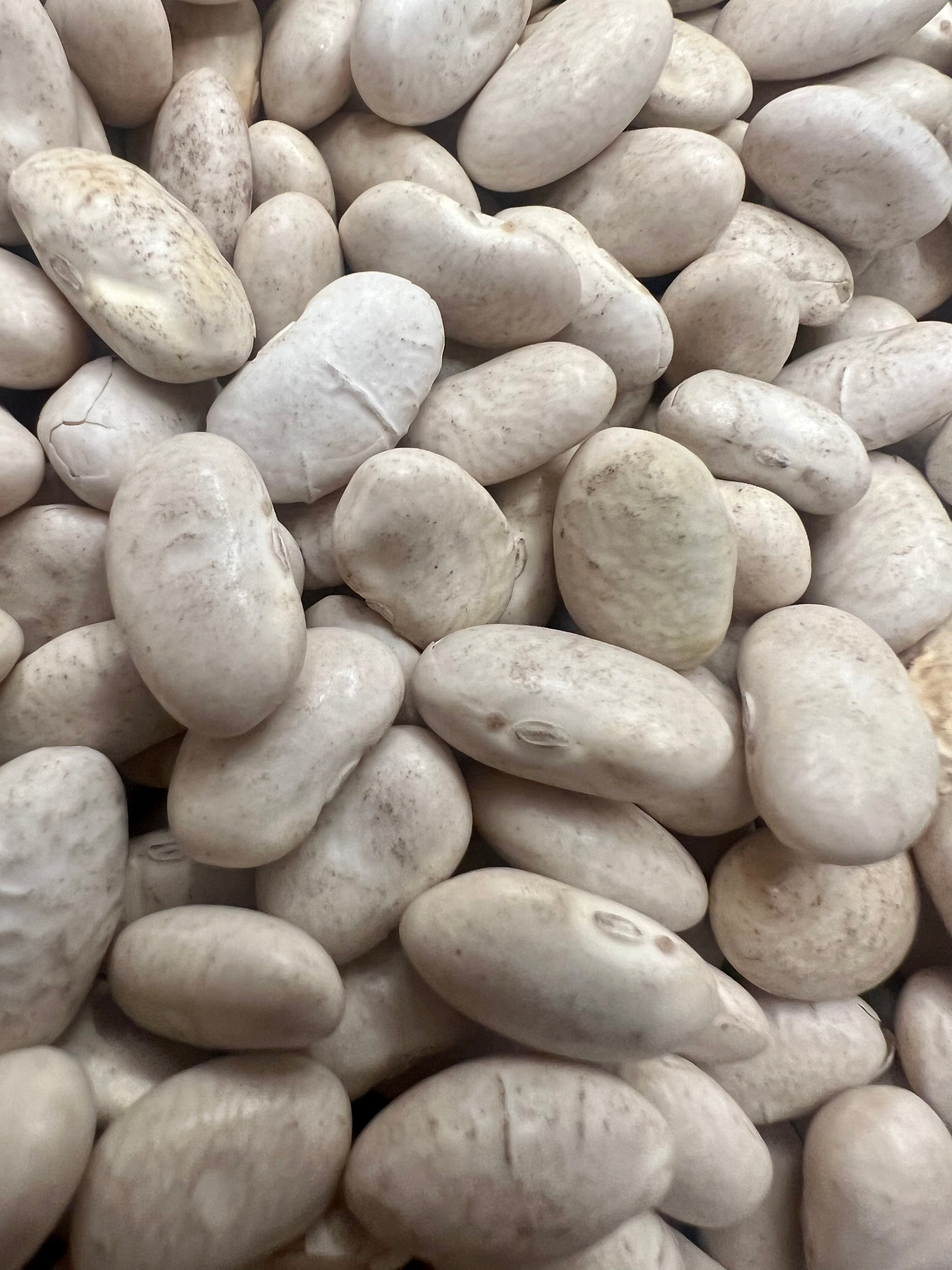 Ripkitty Premium Cannellini Bean Seeds - White Kidney Garden Variety