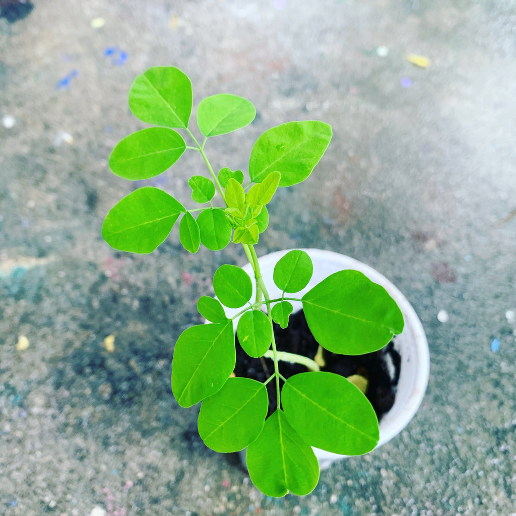 Ripkitty Moringa Oleifera Wingless Seeds, Nuts