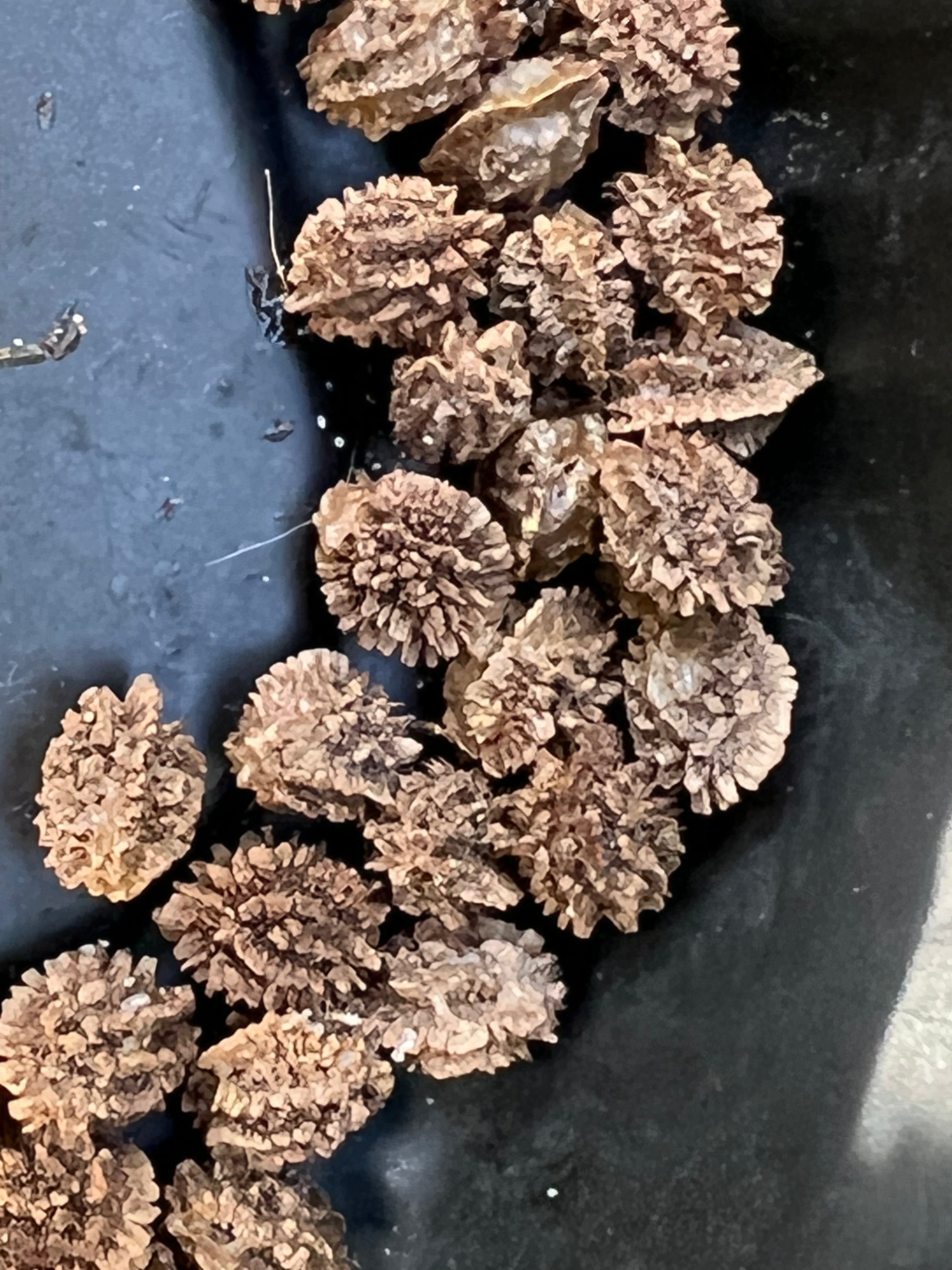 Ripkitty - Florida Carica Papaya Seeds - Plant Tall Tropical Trees