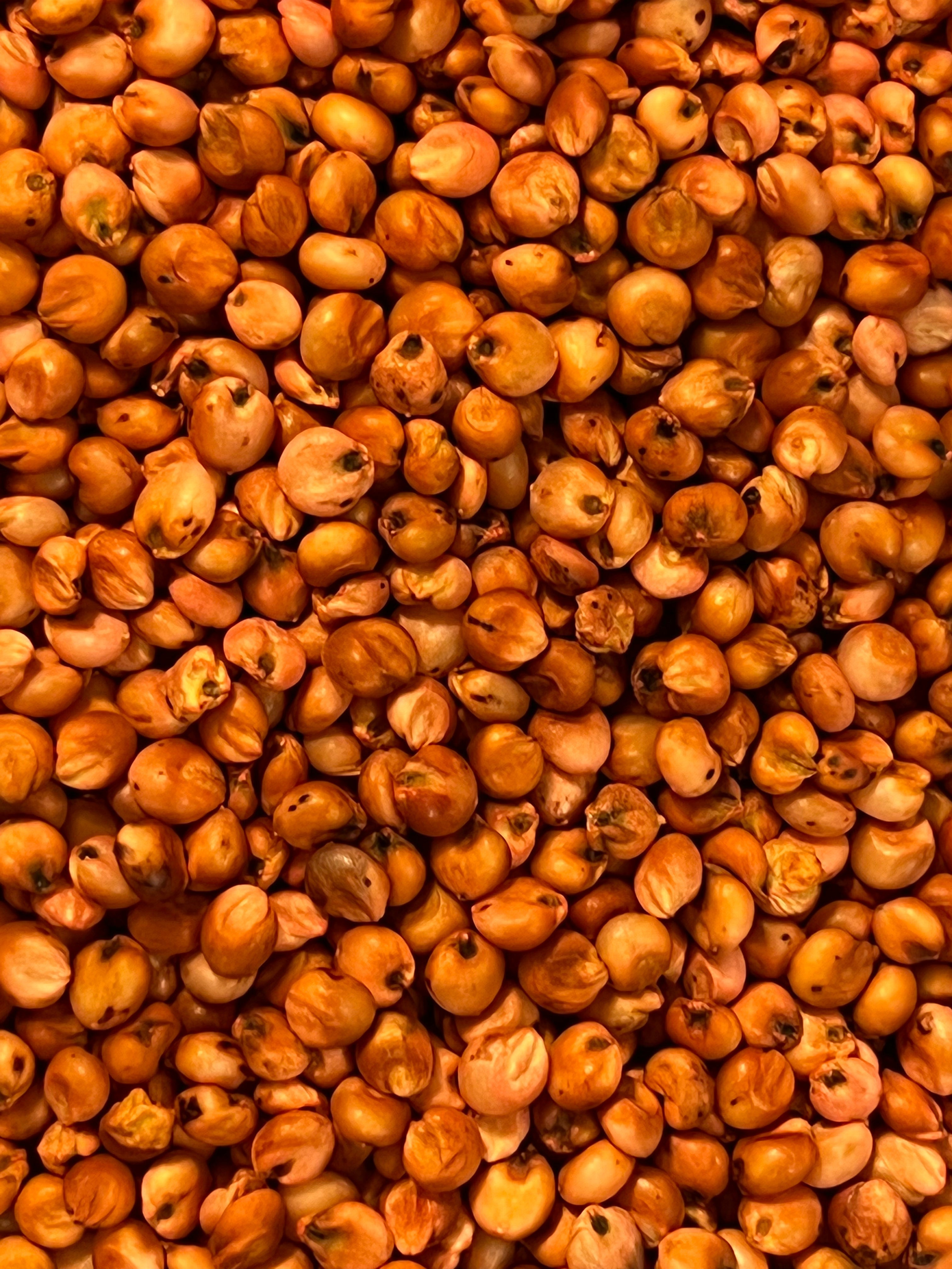 Red Milo Ripkitty Premium Red Milo Sorghum Seeds (Sorghum Bicolor) | Drought-To ...