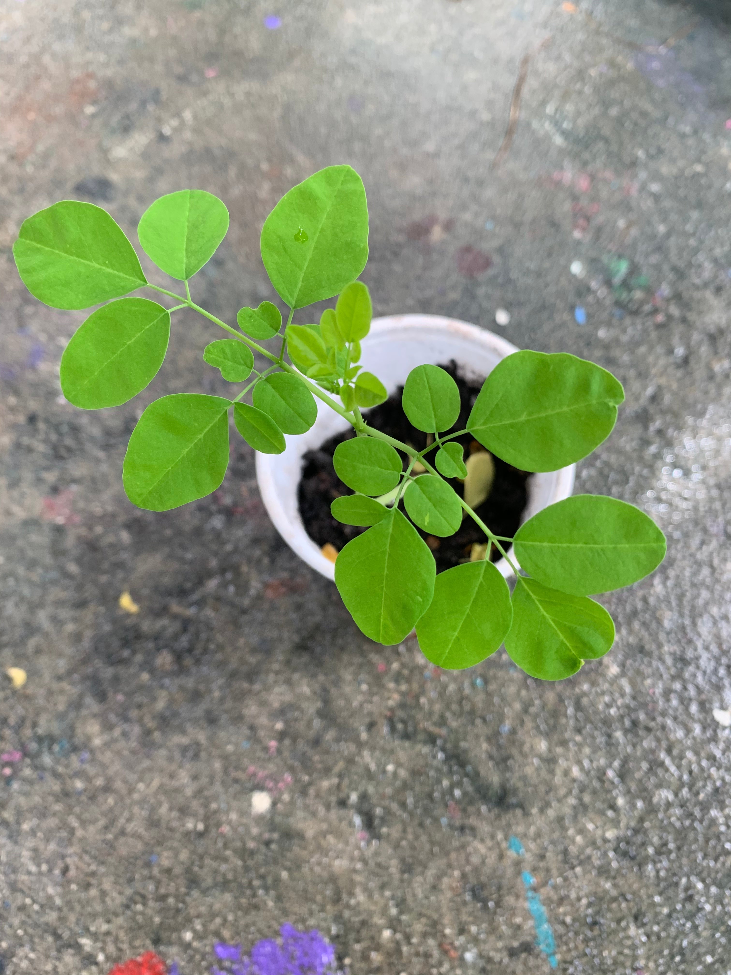 Ripkitty Moringa Oleifera Wingless Seeds, Nuts