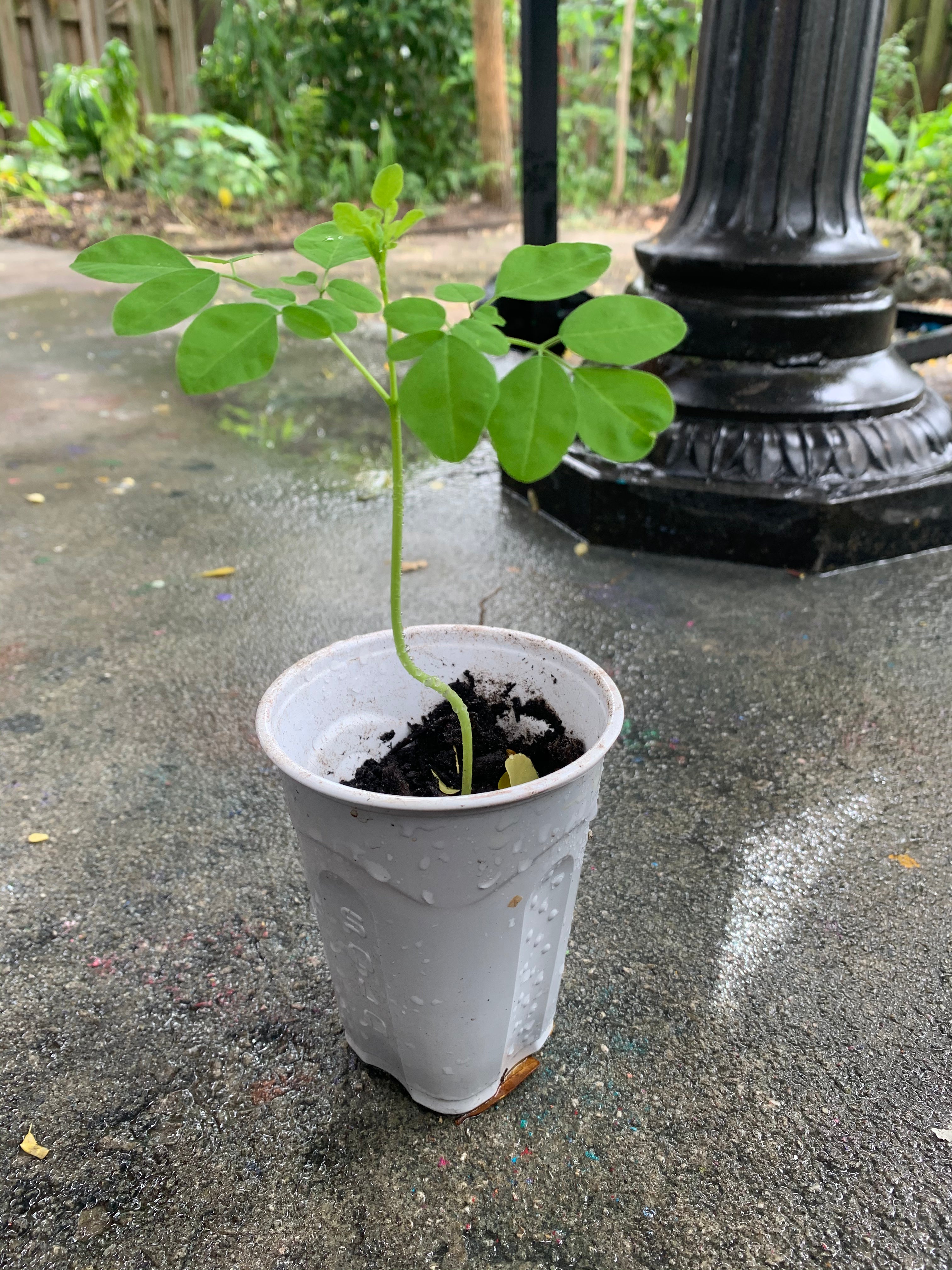 Ripkitty Moringa Oleifera Wingless Seeds, Nuts
