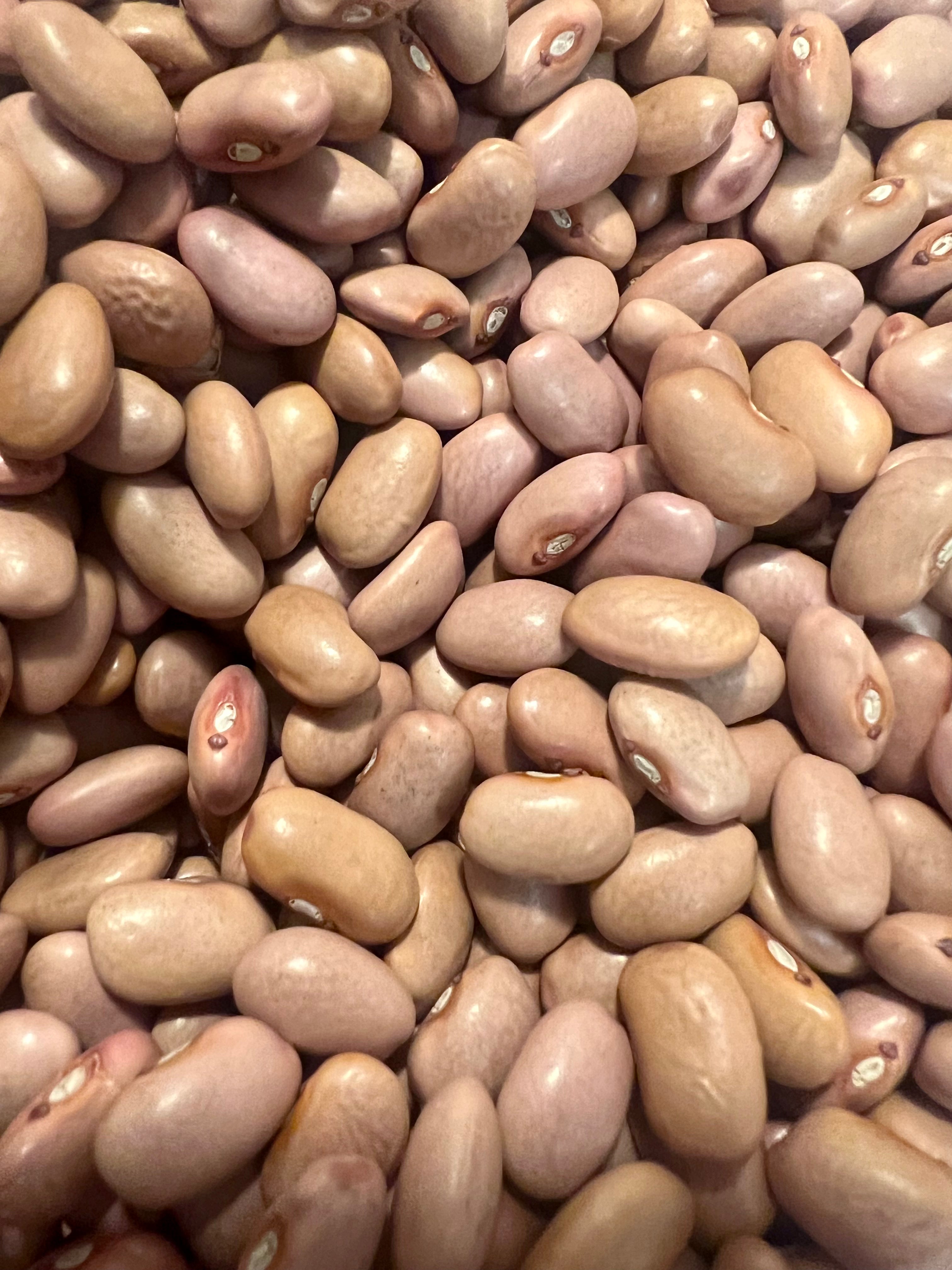 Ripkitty O'odham Pink Bean Seeds - Heirloom Desert Variety