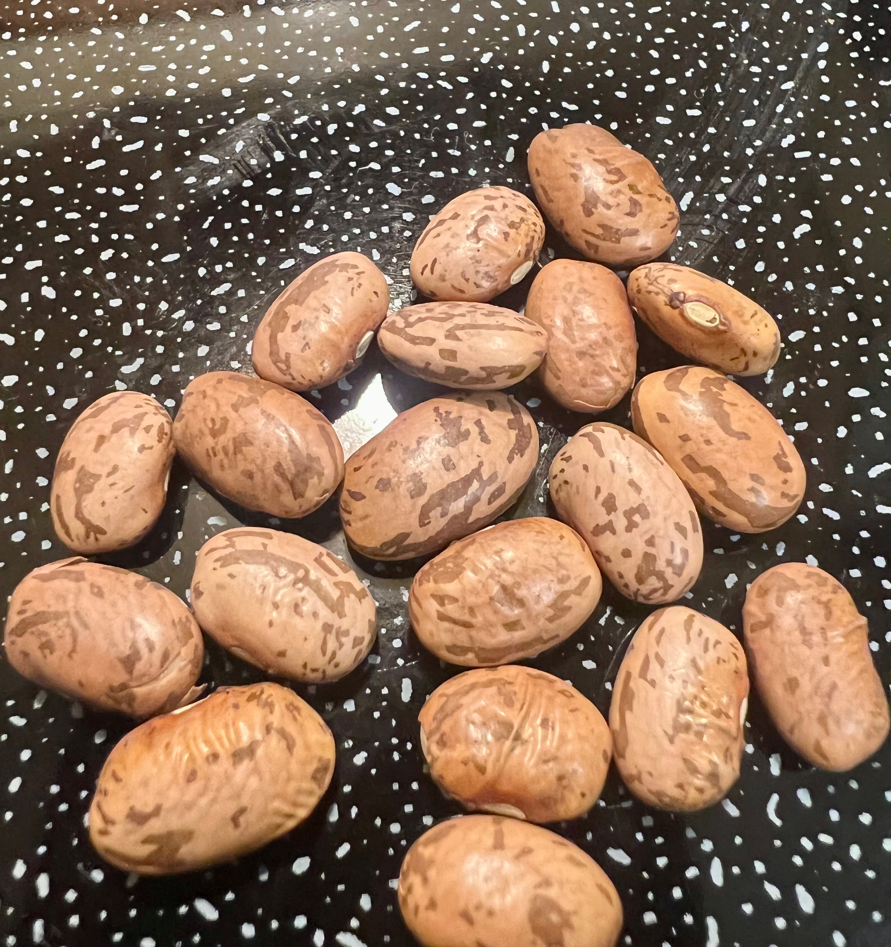 Ripkitty Premium Pinto (Phaseolus Vulgaris) Beans Seeds Drought-Tolerant