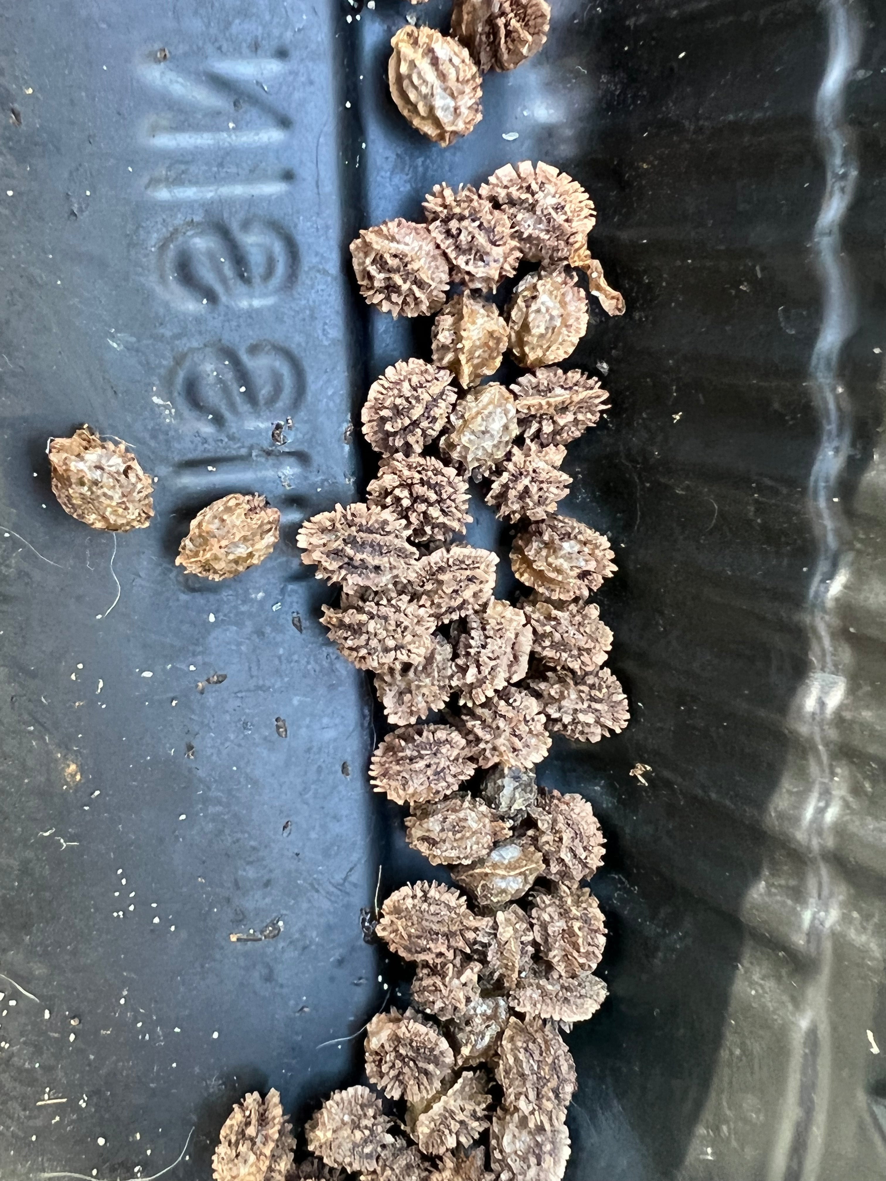 Ripkitty - Florida Carica Papaya Seeds - Plant Tall Tropical Trees