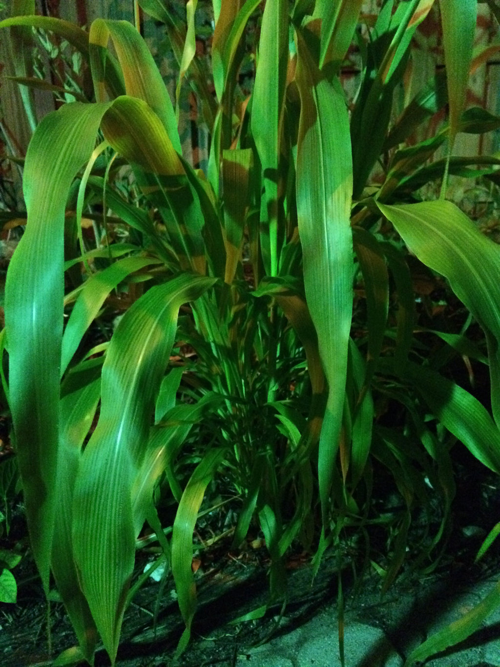 Ripkitty Sorghum Bicolor, (Milo Short) Seeds