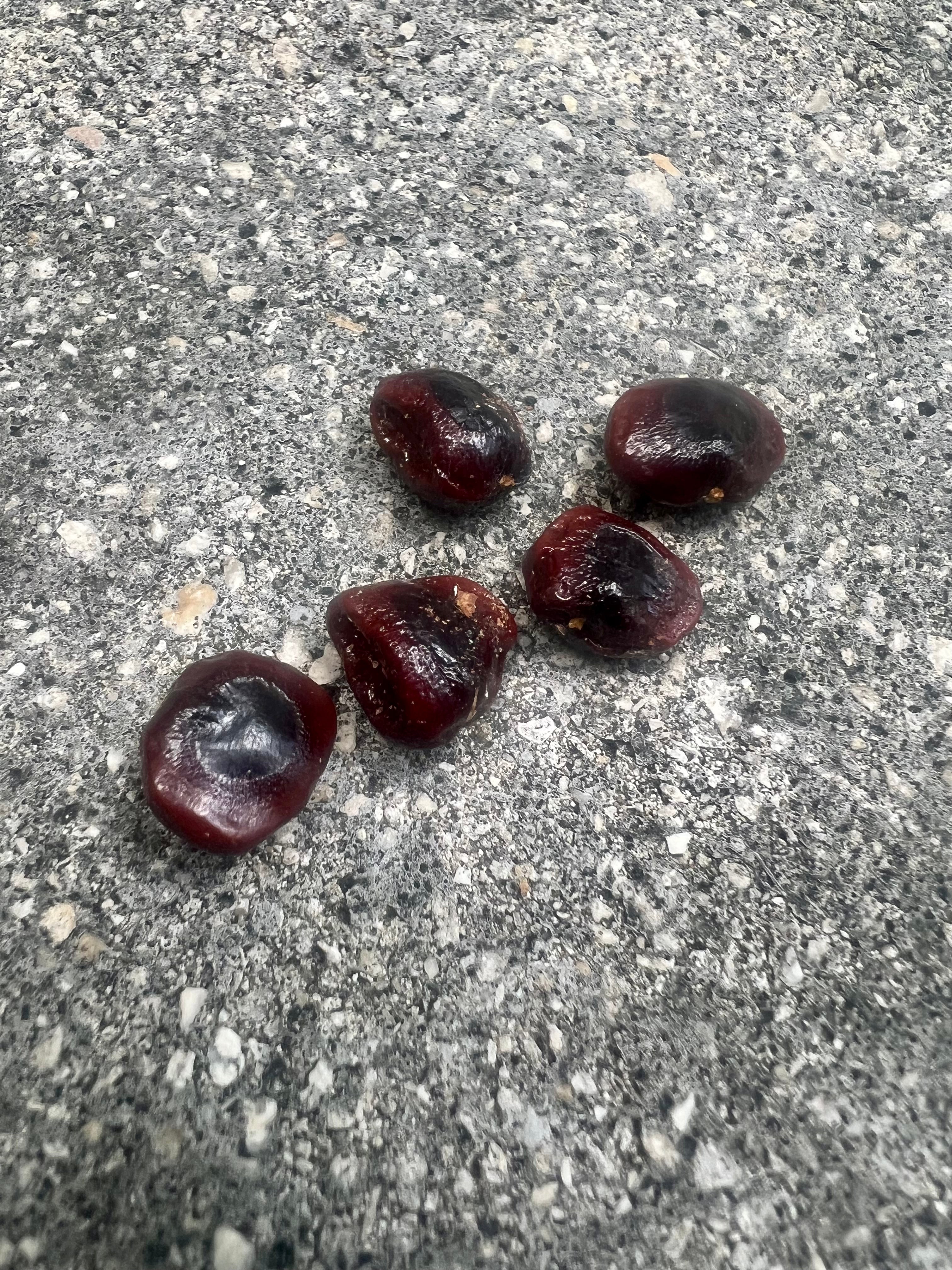 Ripkitty Premium Tamarindus Indica “Sweet Tambarind” Variety Seeds