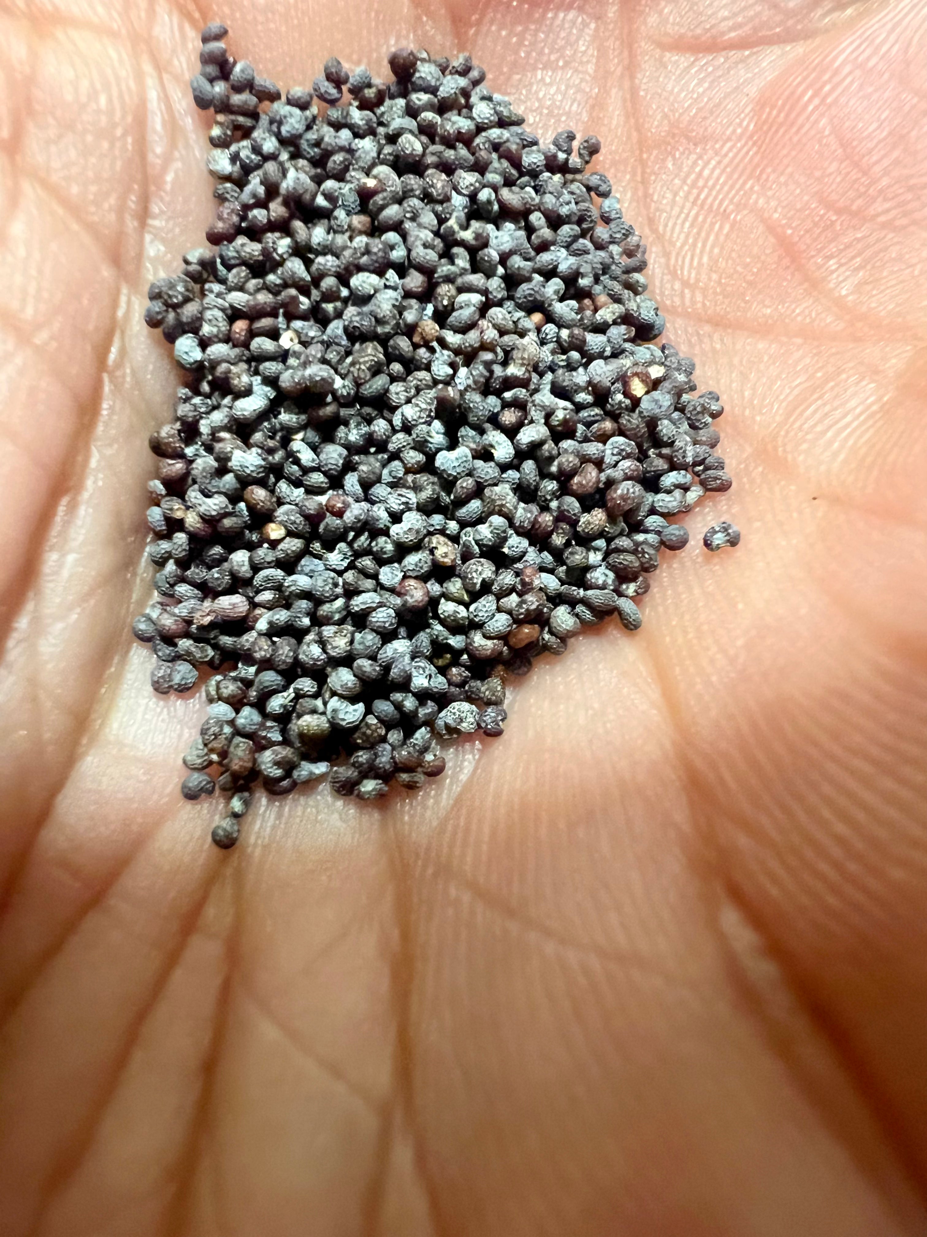 Ripkitty - Blue Poppy Spain Seeds - Ornamental Garden Seeds