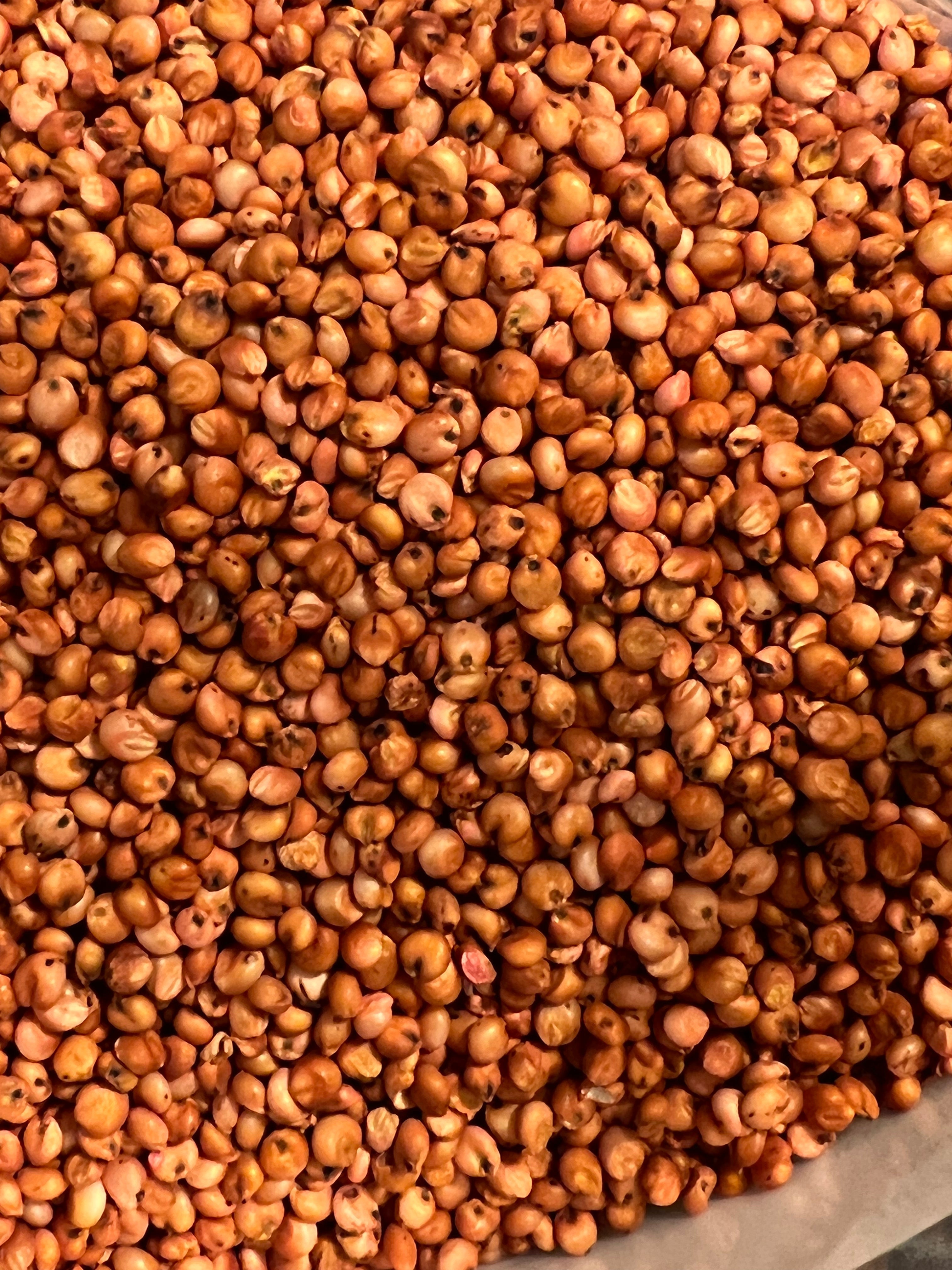 Ripkitty Sorghum Bicolor, (Milo Short) Seeds