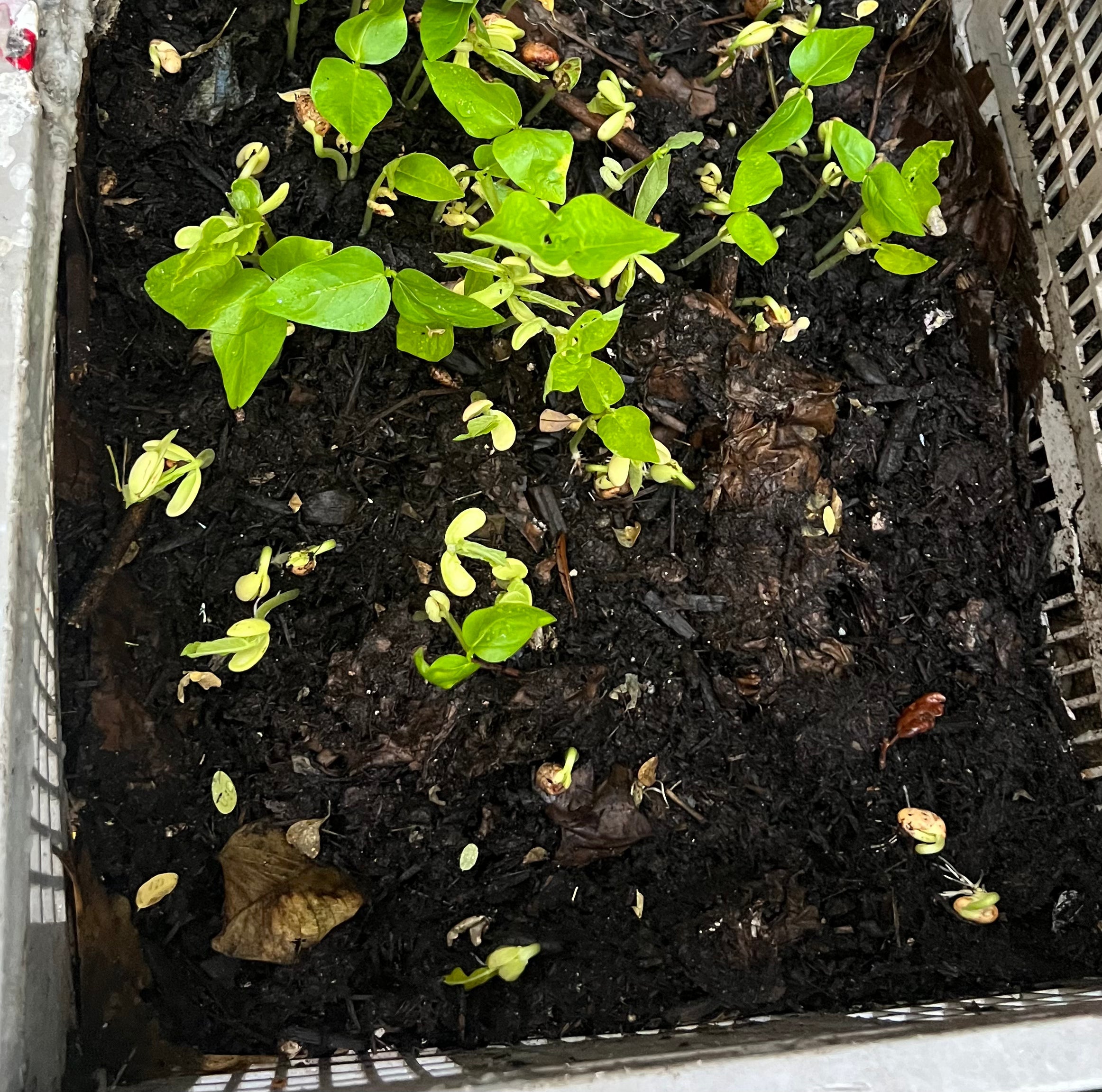 Ripkitty Organic Canary Mayocoba Bean Seeds - Peruvian Peruano Heirloom