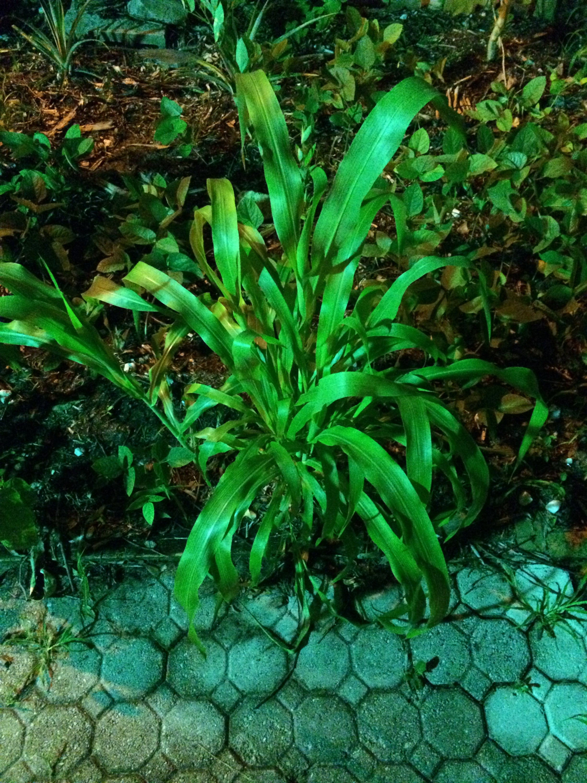 Ripkitty Sorghum Bicolor, (Milo Short) Seeds